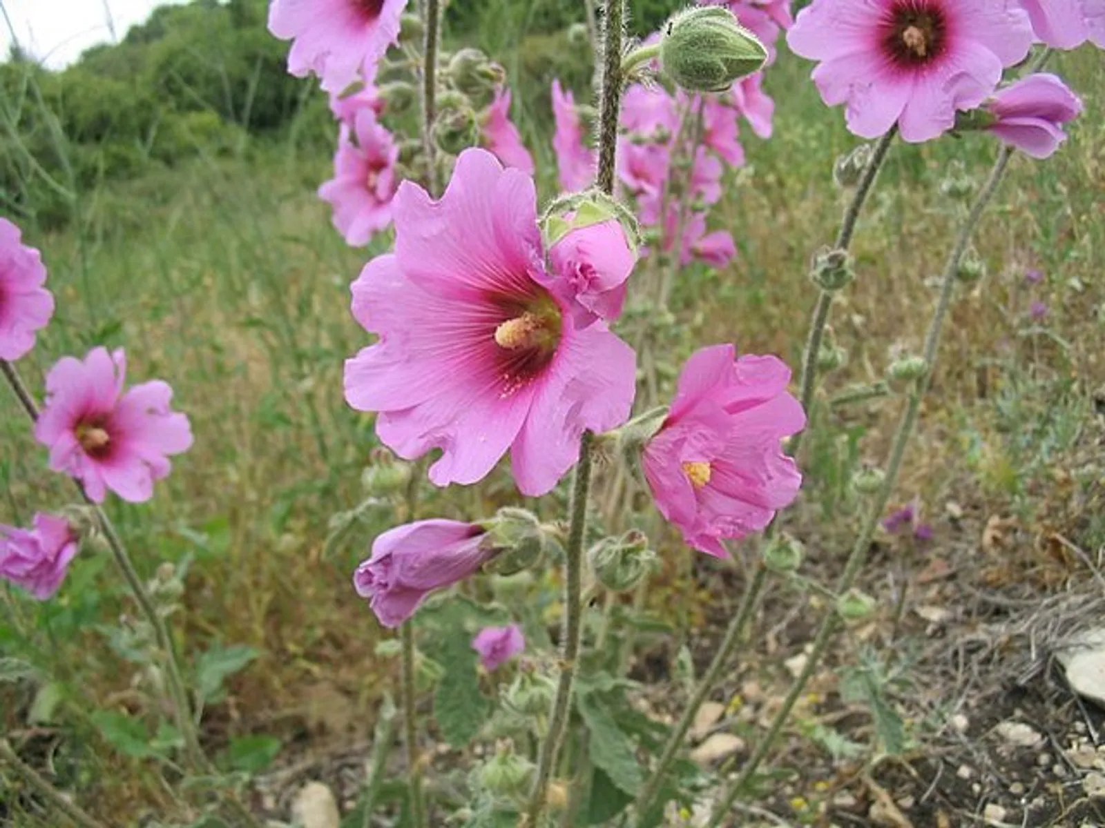 Hollyhock image 2