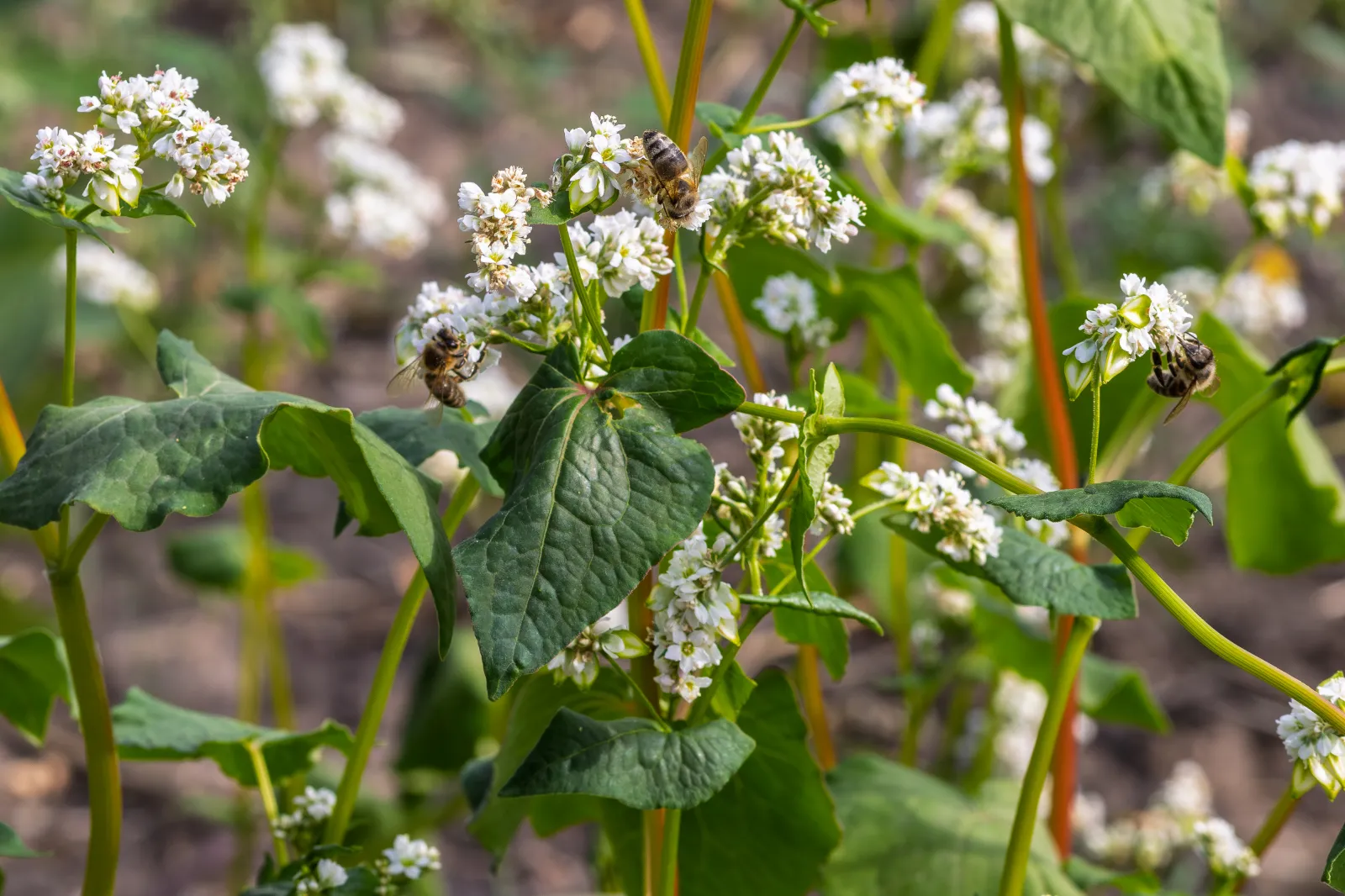 Buckwheat image 2