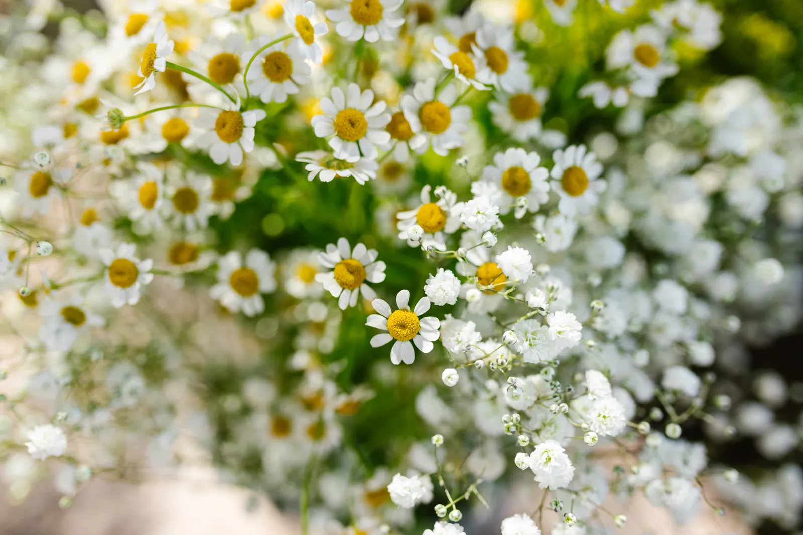 Feverfew image 1
