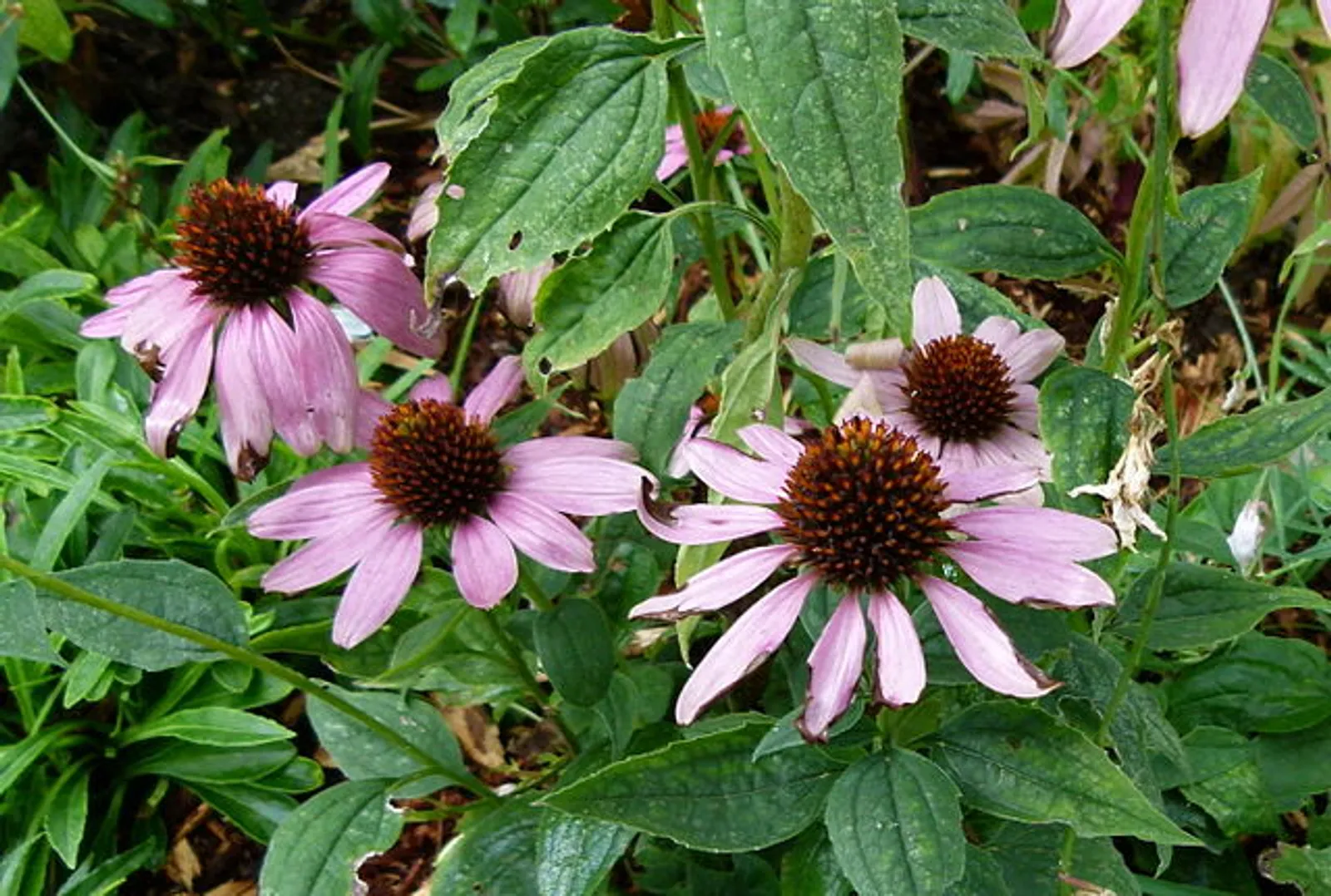 Echinacea image 4