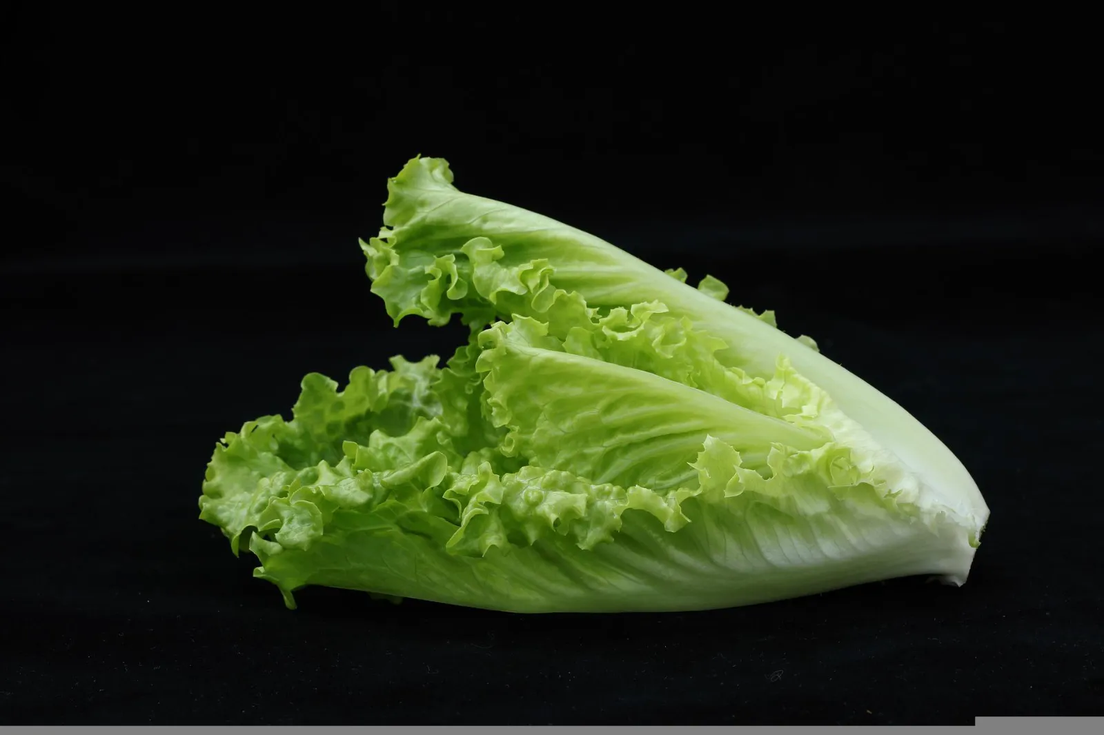 Romaine Lettuce