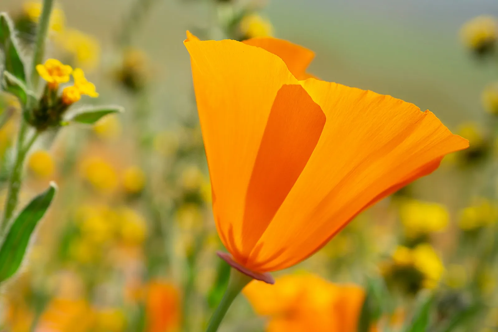 California Poppy image 1