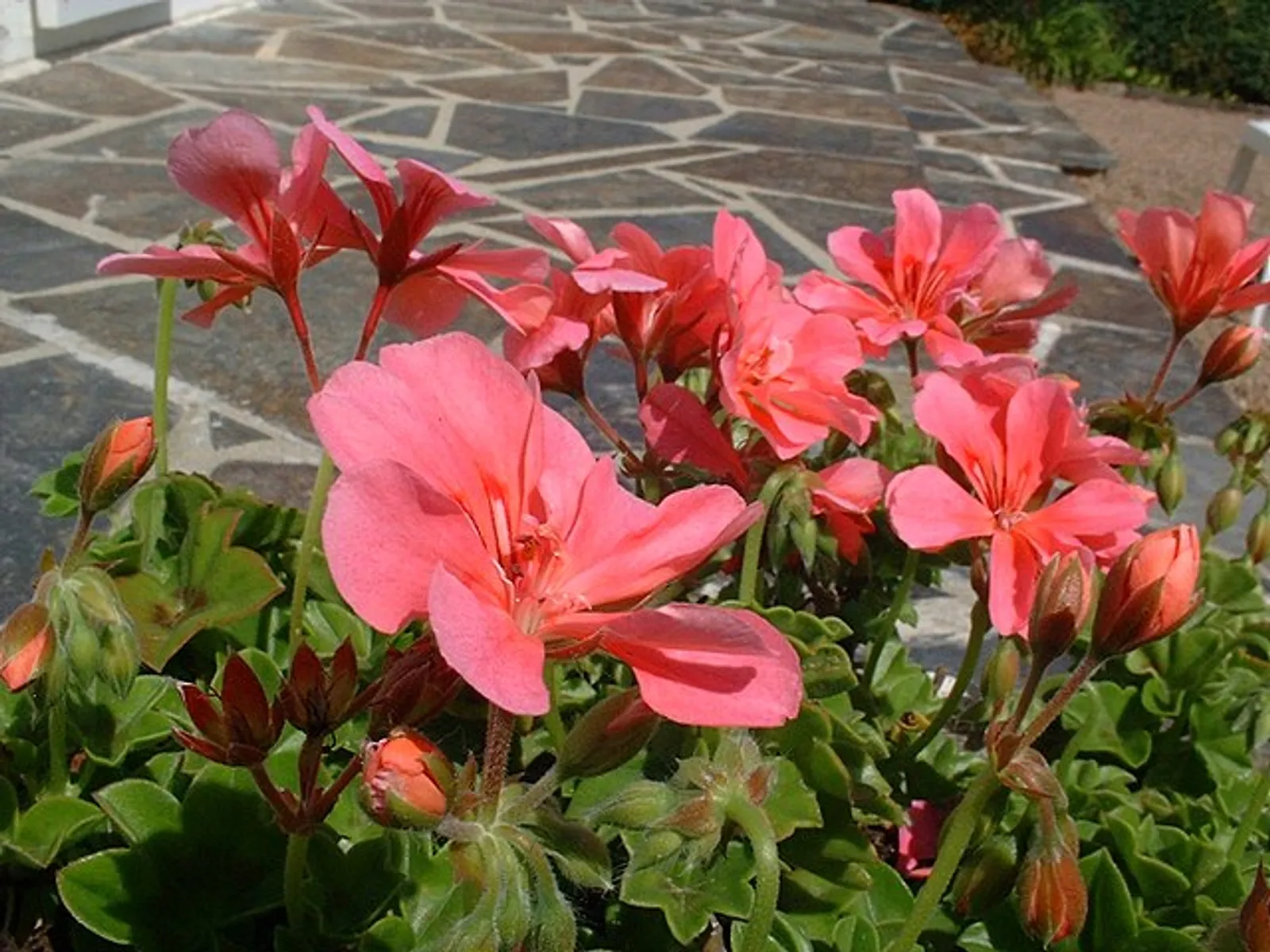 Geranium image 2
