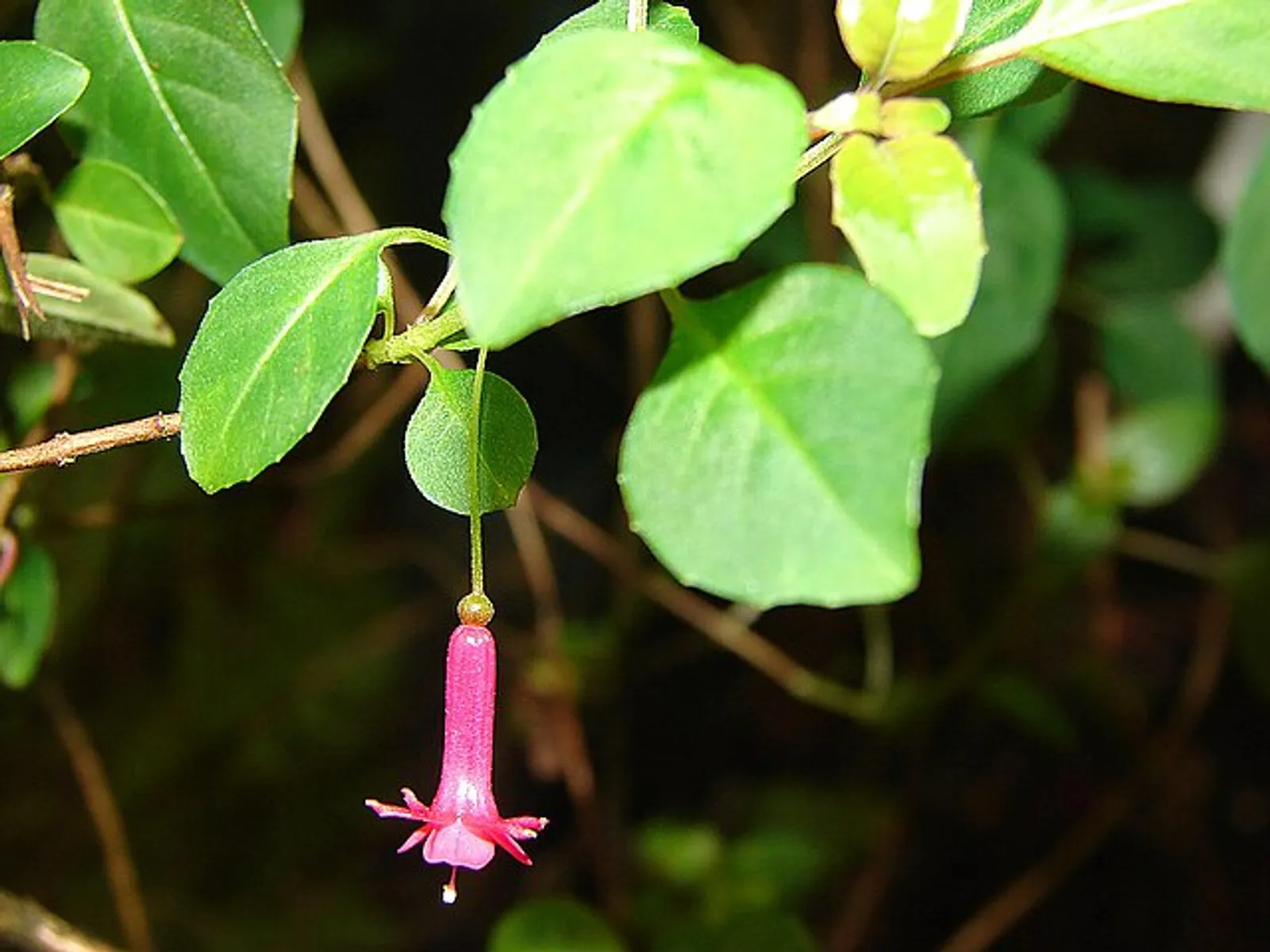Fuchsia image 1