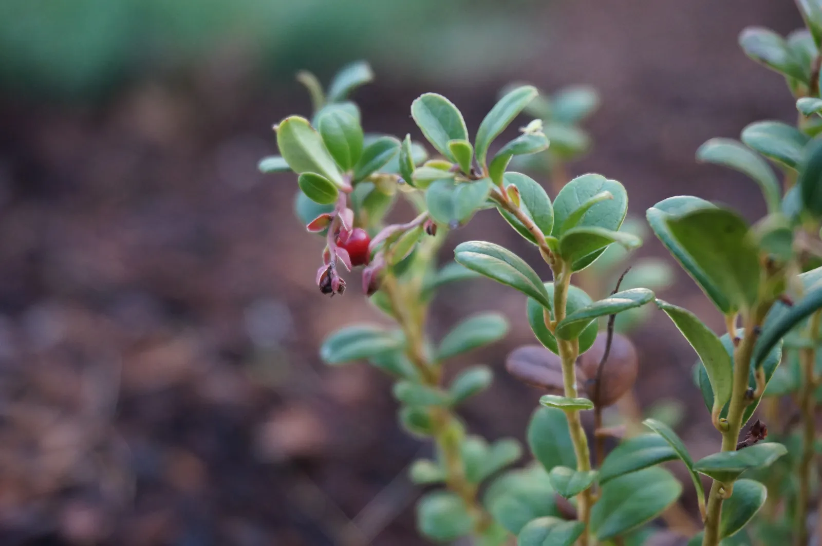 Lingonberries image 1