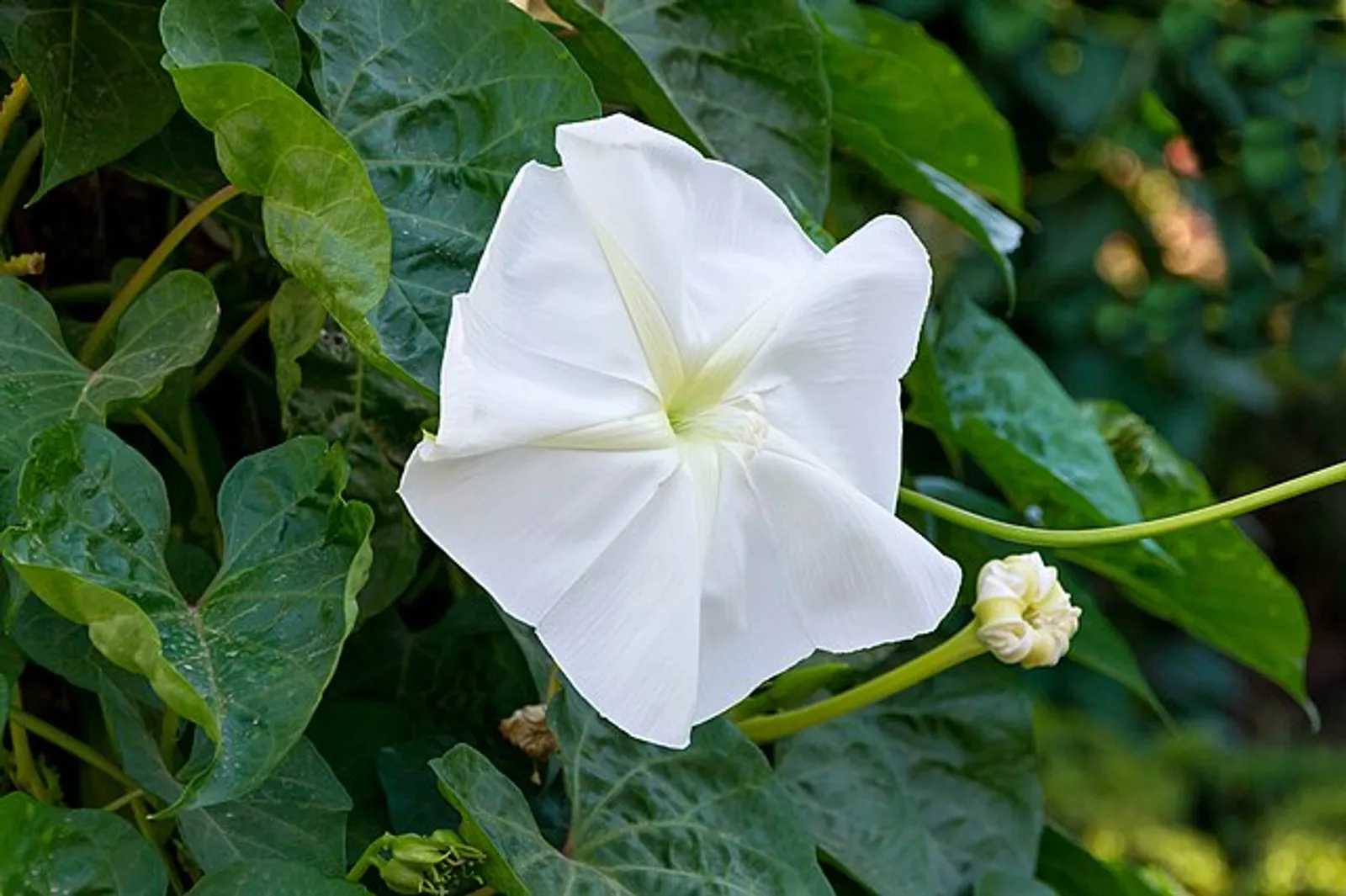 Morning Glory image 4