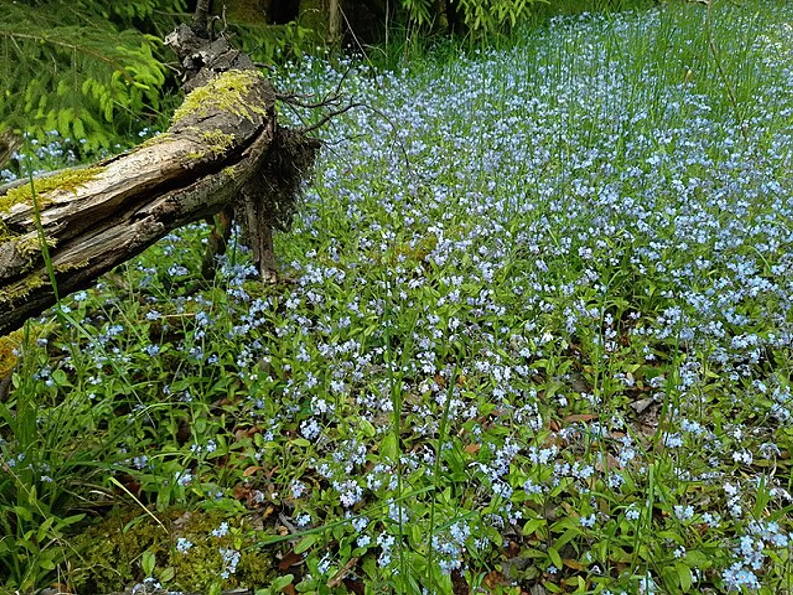 Forget-Me-Not image 3