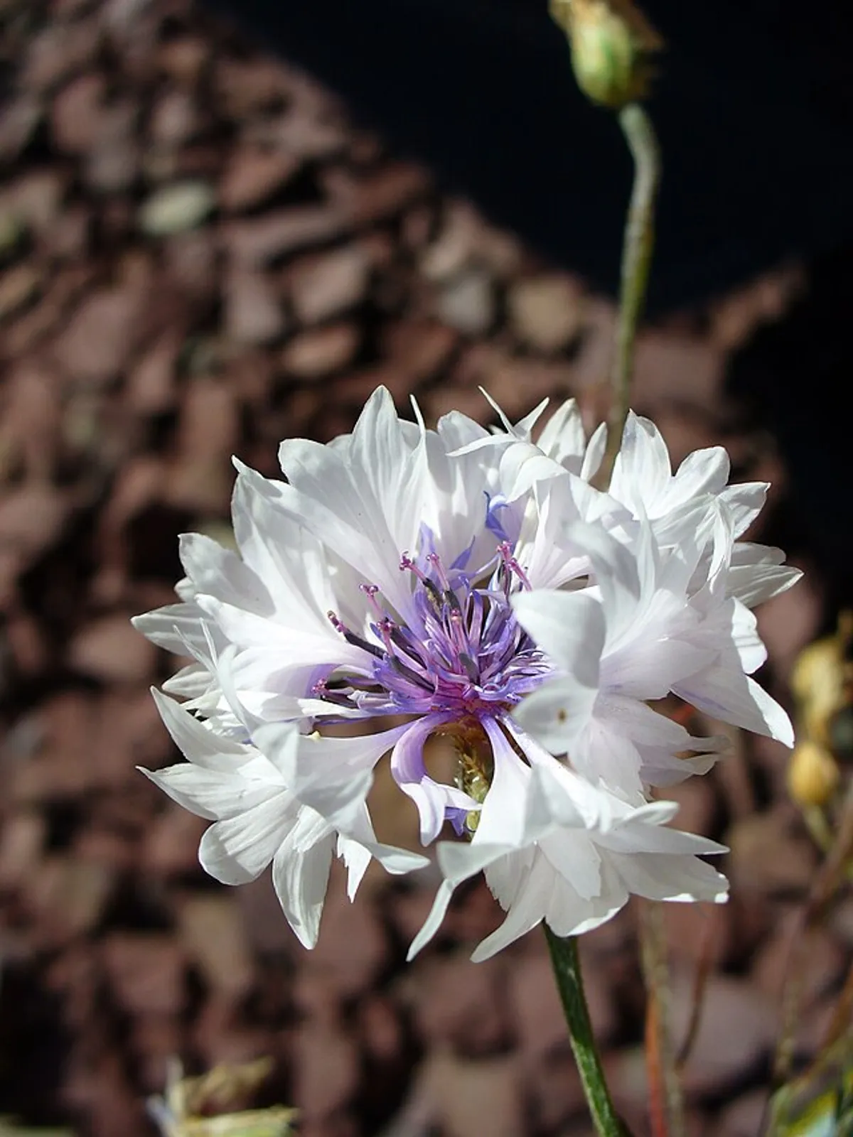 Cornflower image 4