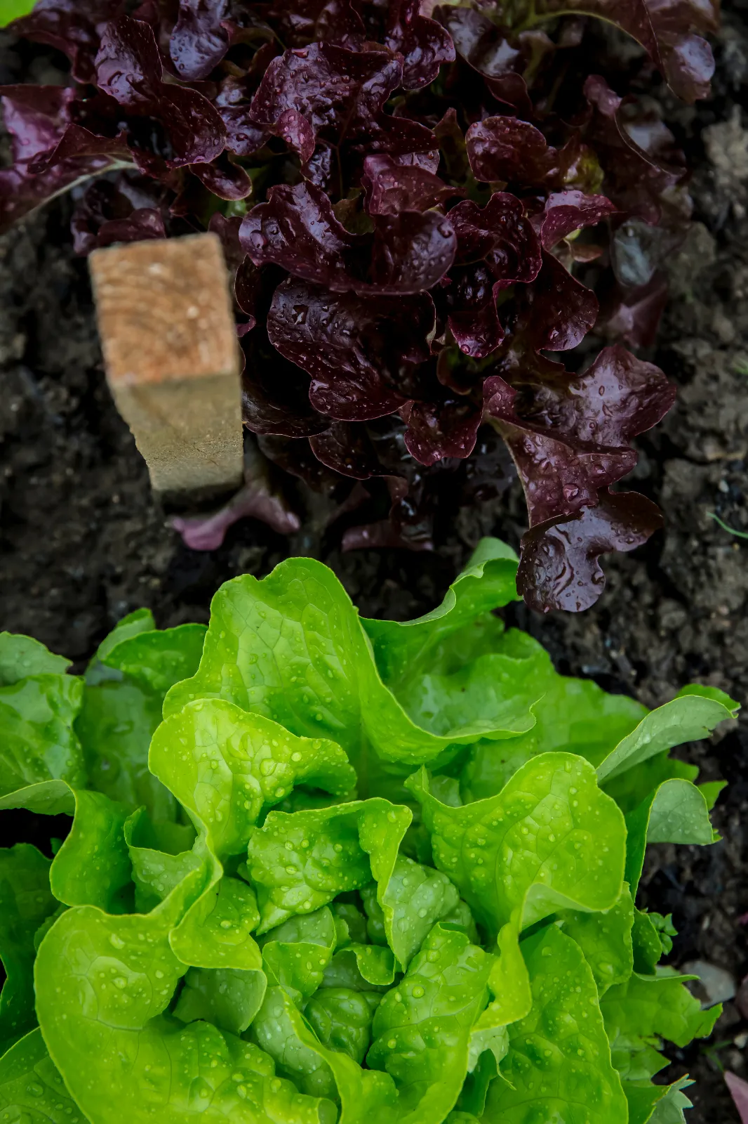 Butterhead Lettuce