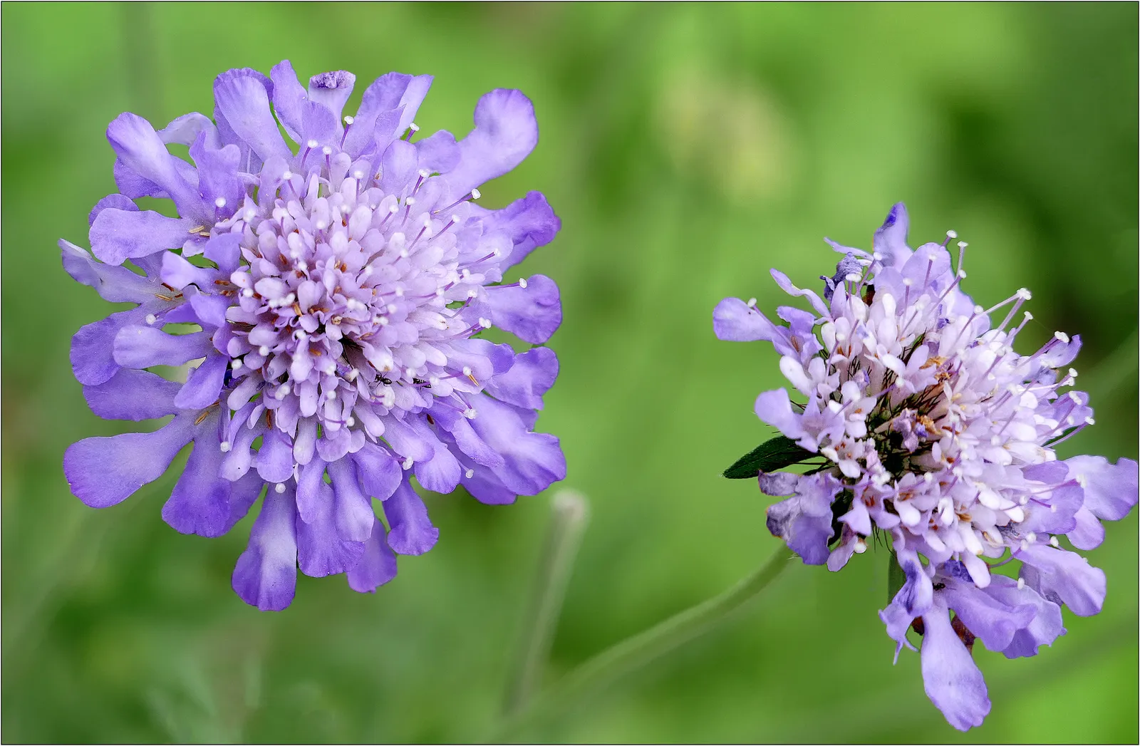 Scabiosa image 1