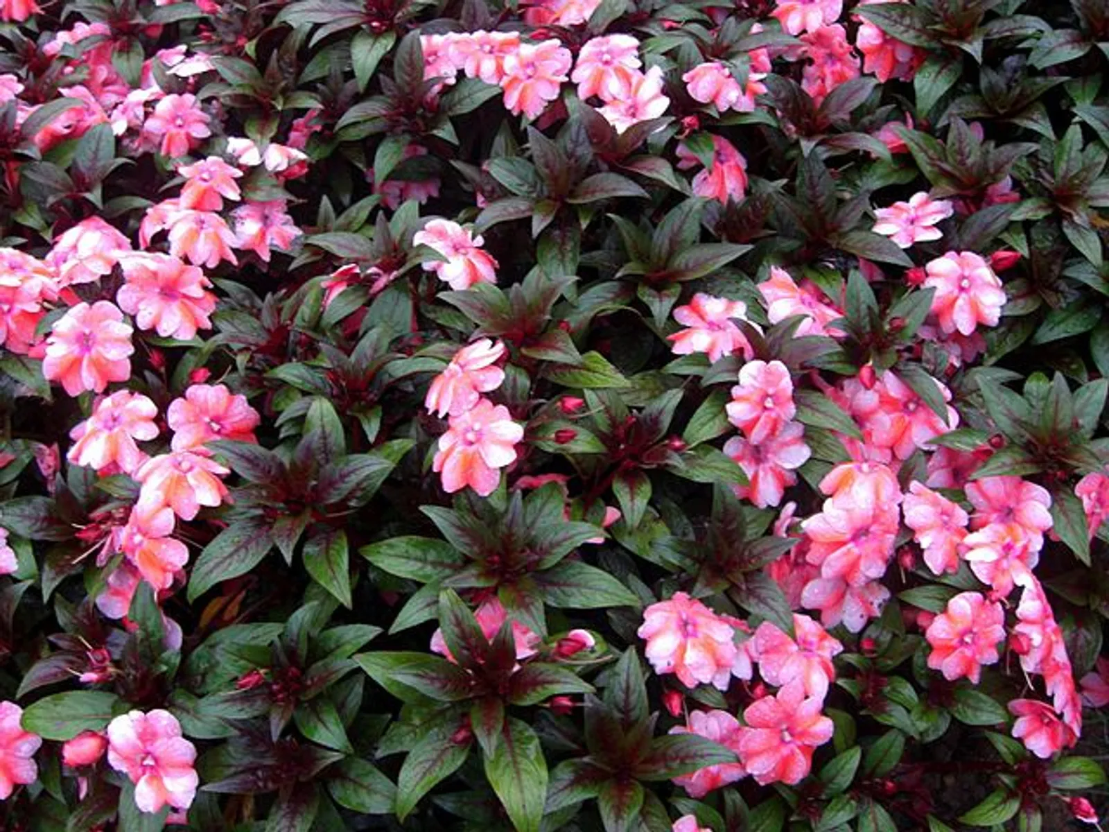 New Guinea Impatiens Impatiens