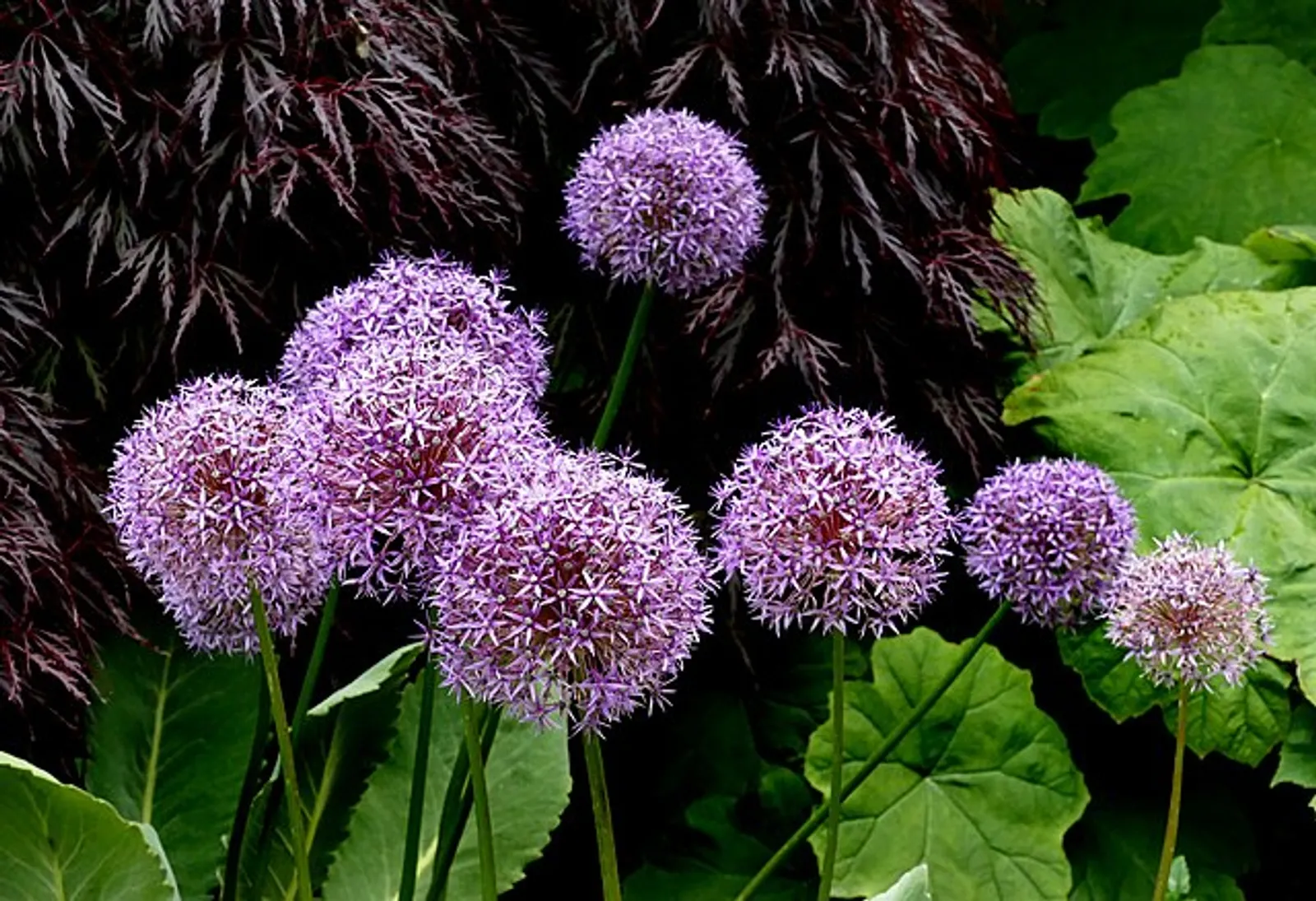 Allium image 3