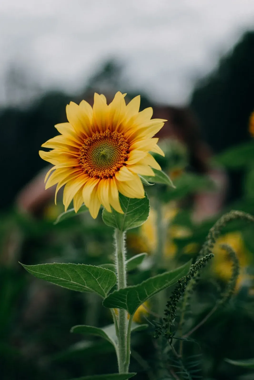Topolino Sunflower
