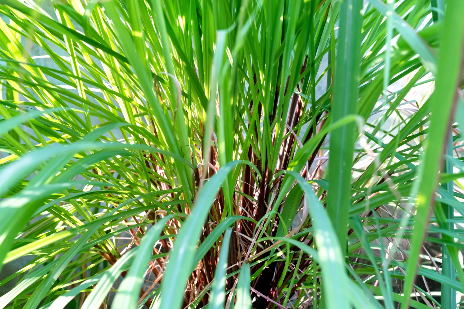 Citronella Grass image 1
