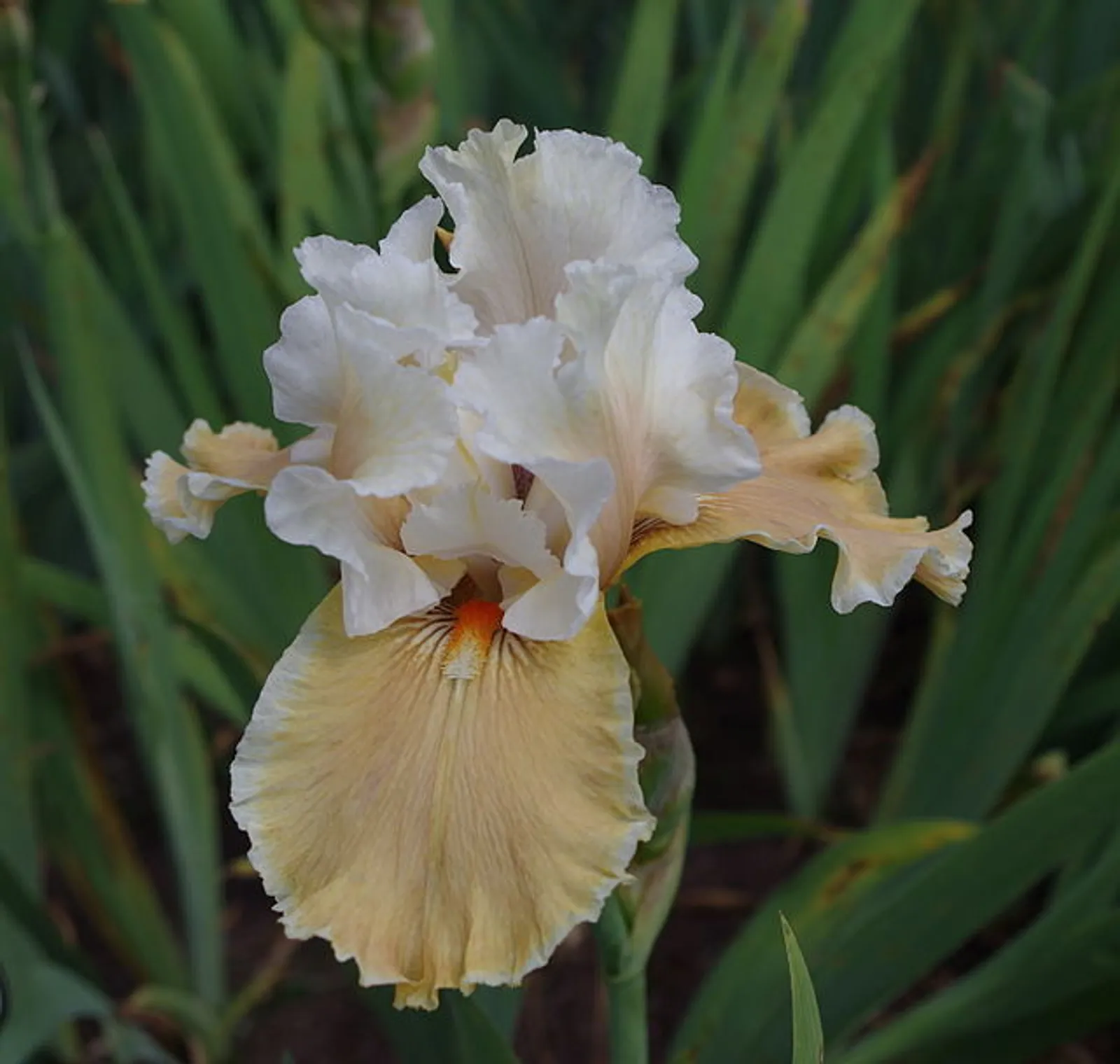 Bearded or German Iris