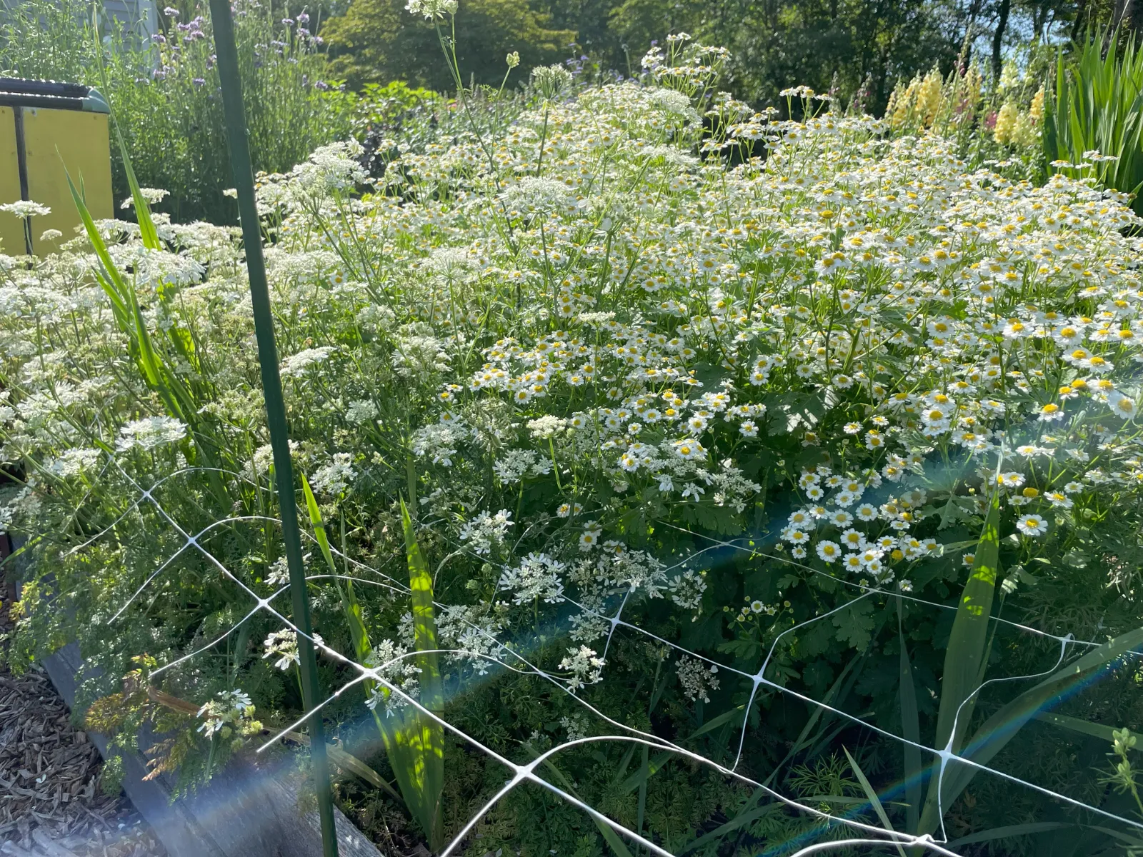 Feverfew image 2