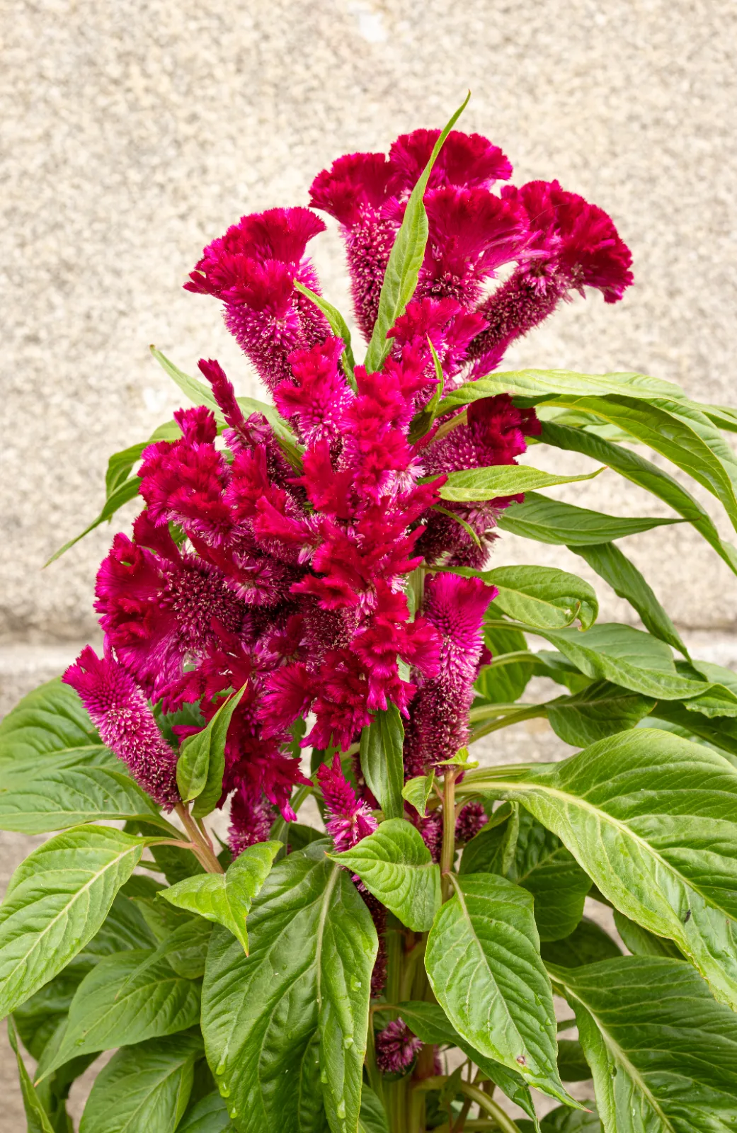 Celosia image 3