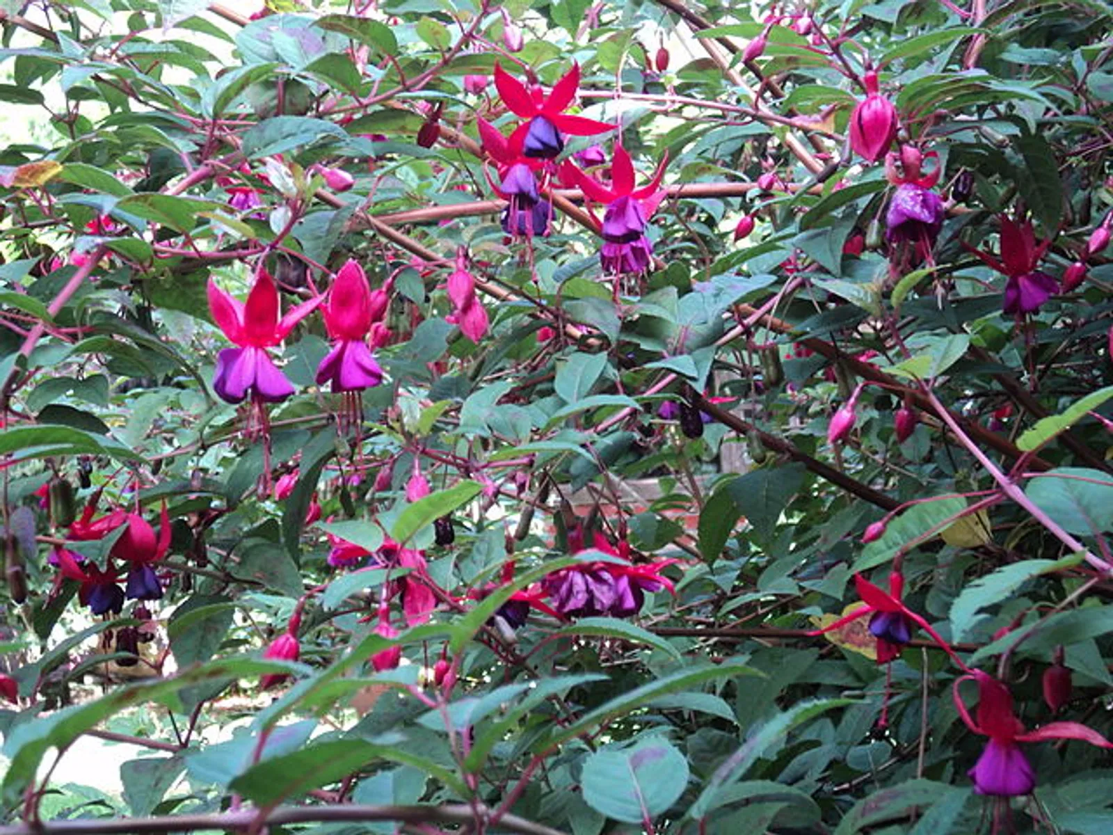 Fuchsia image 2