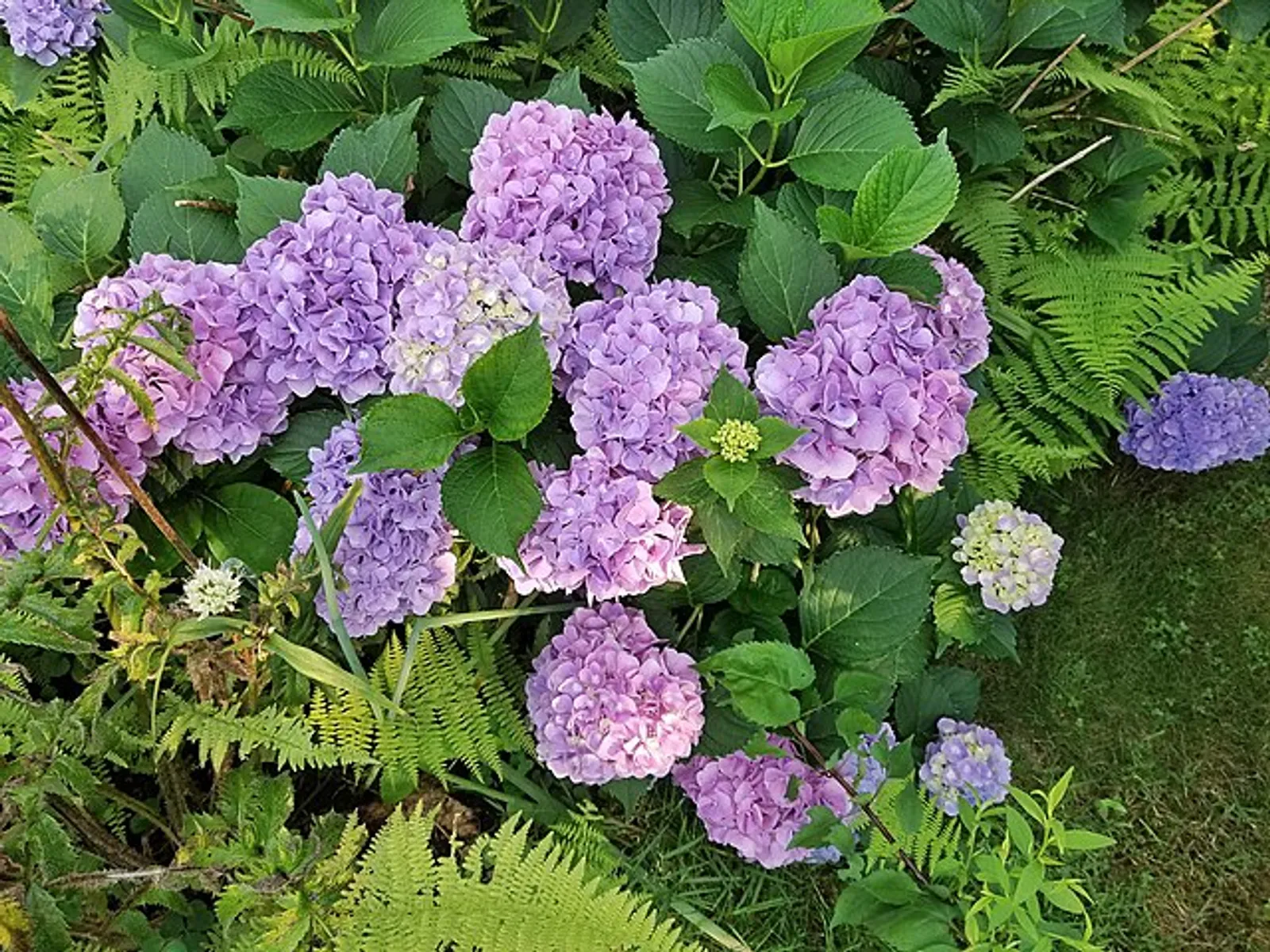 Hydrangea image 3