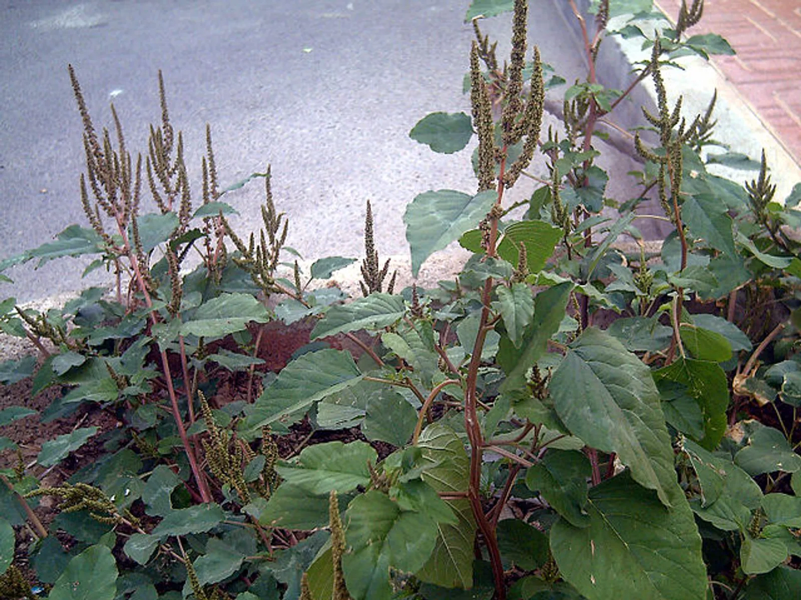 Amaranth image 3