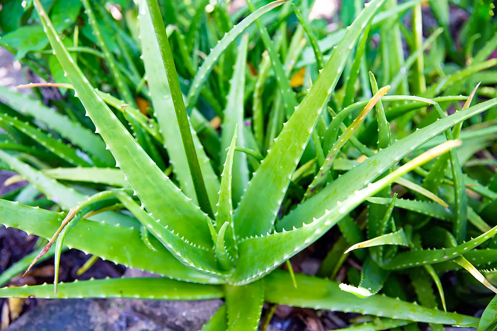 Aloe Vera image 1