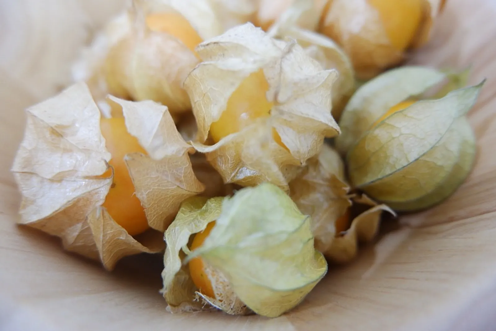 Ground Cherries image 1