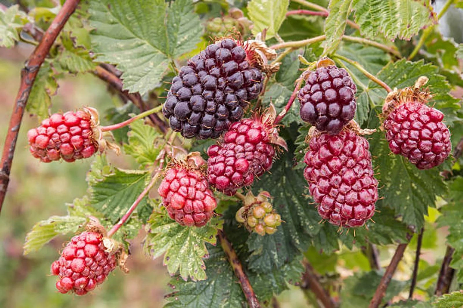 Boysenberry image 1