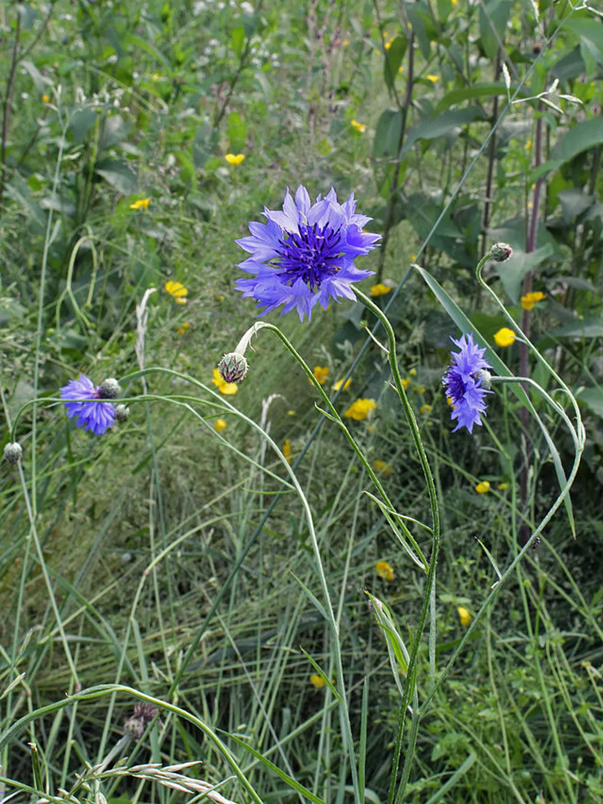 Cornflower image 3