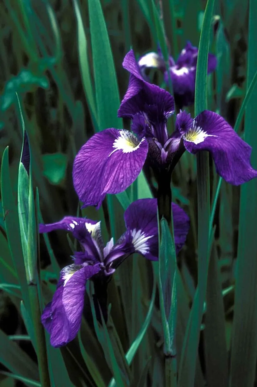 Iris image 4
