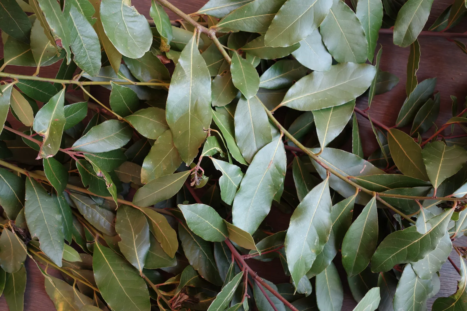 Bay Laurel image 1