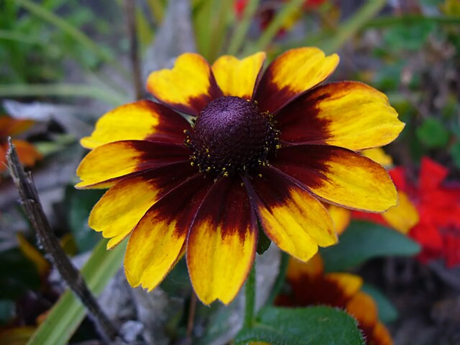 Black-Eyed Susan image 5