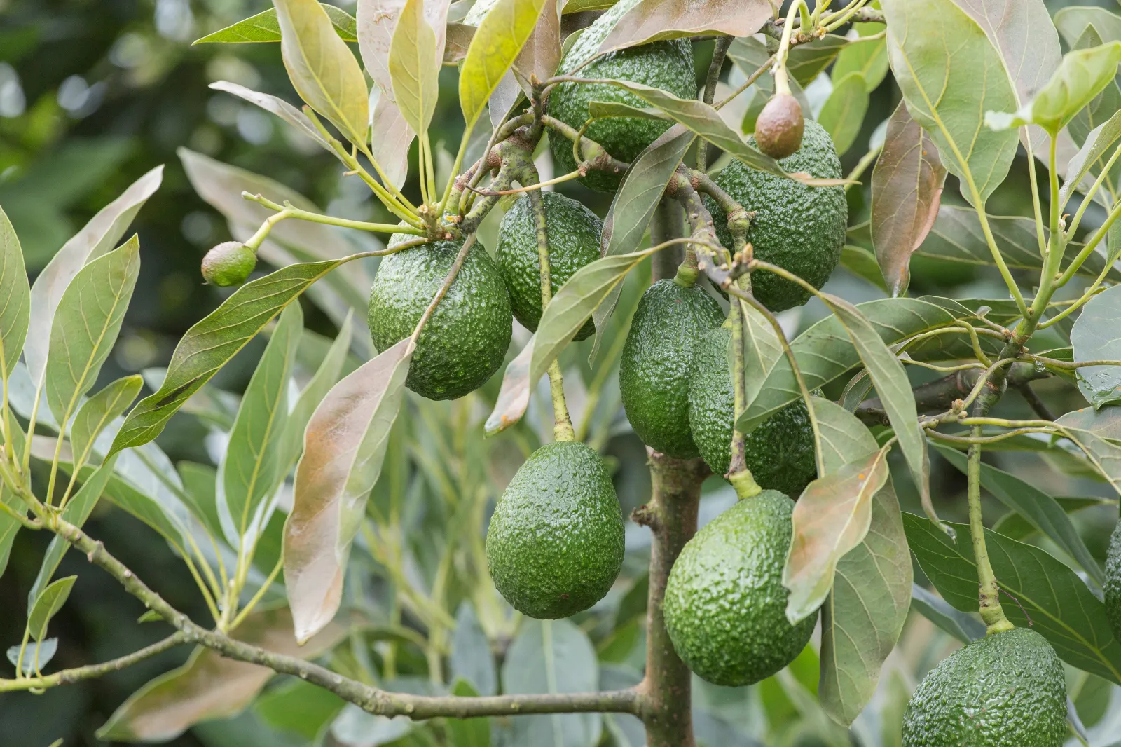 Avocado image 1