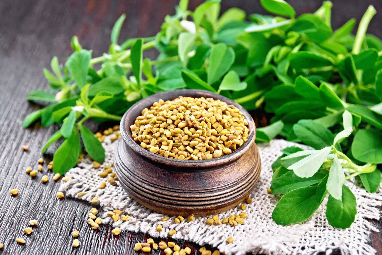 Fenugreek image 2