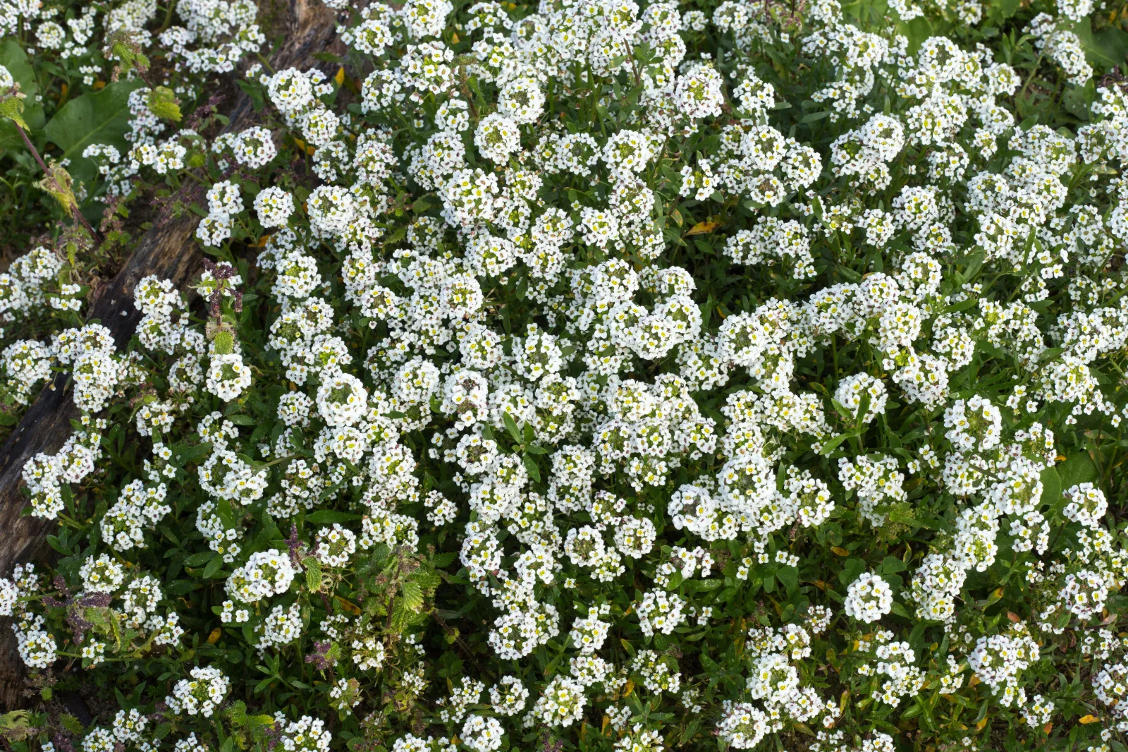 Alyssum image 1