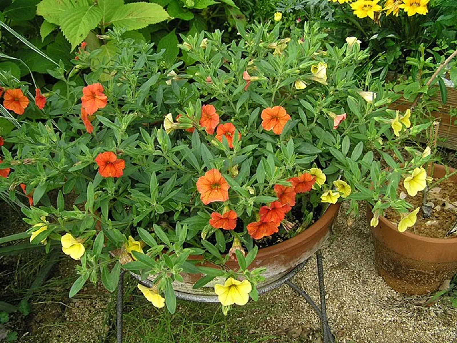 Calibrachoa image 2