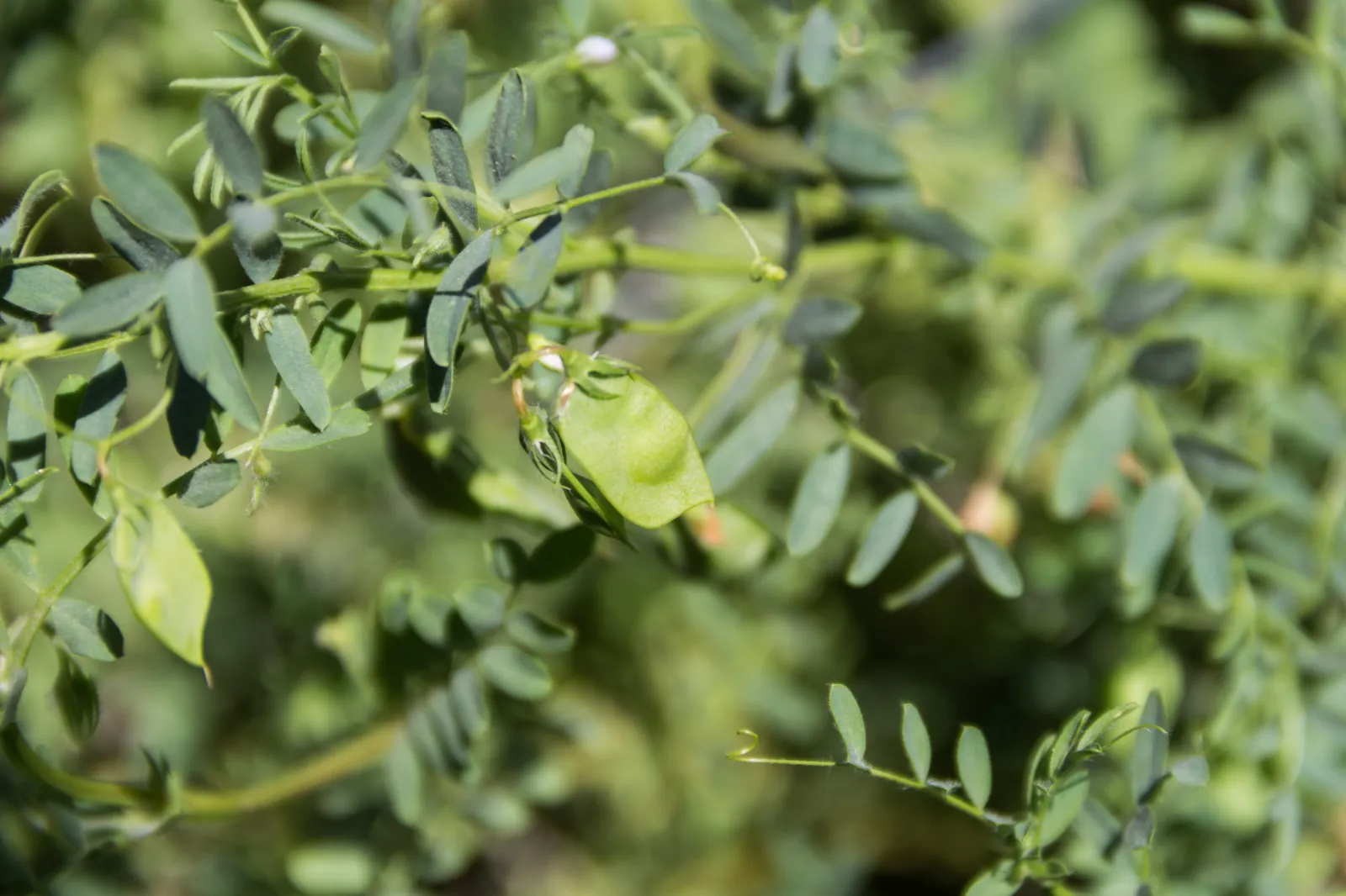 Lentil image 1