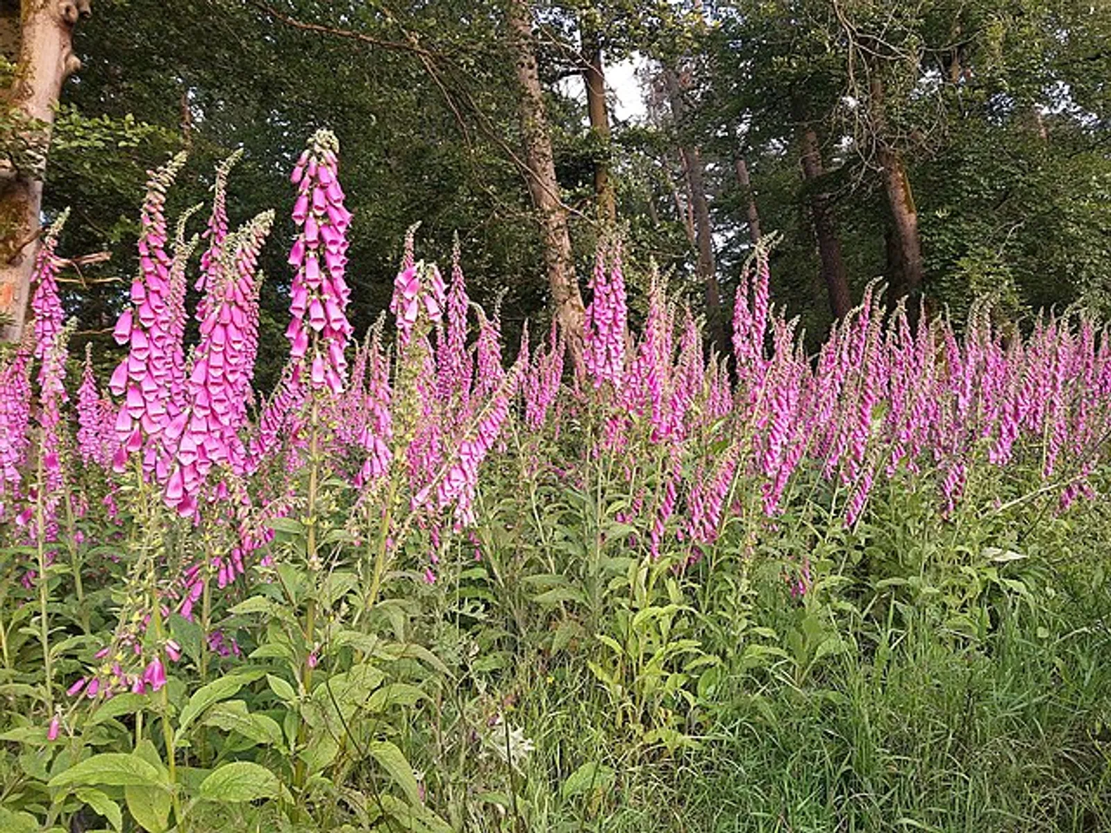 Foxglove image 2