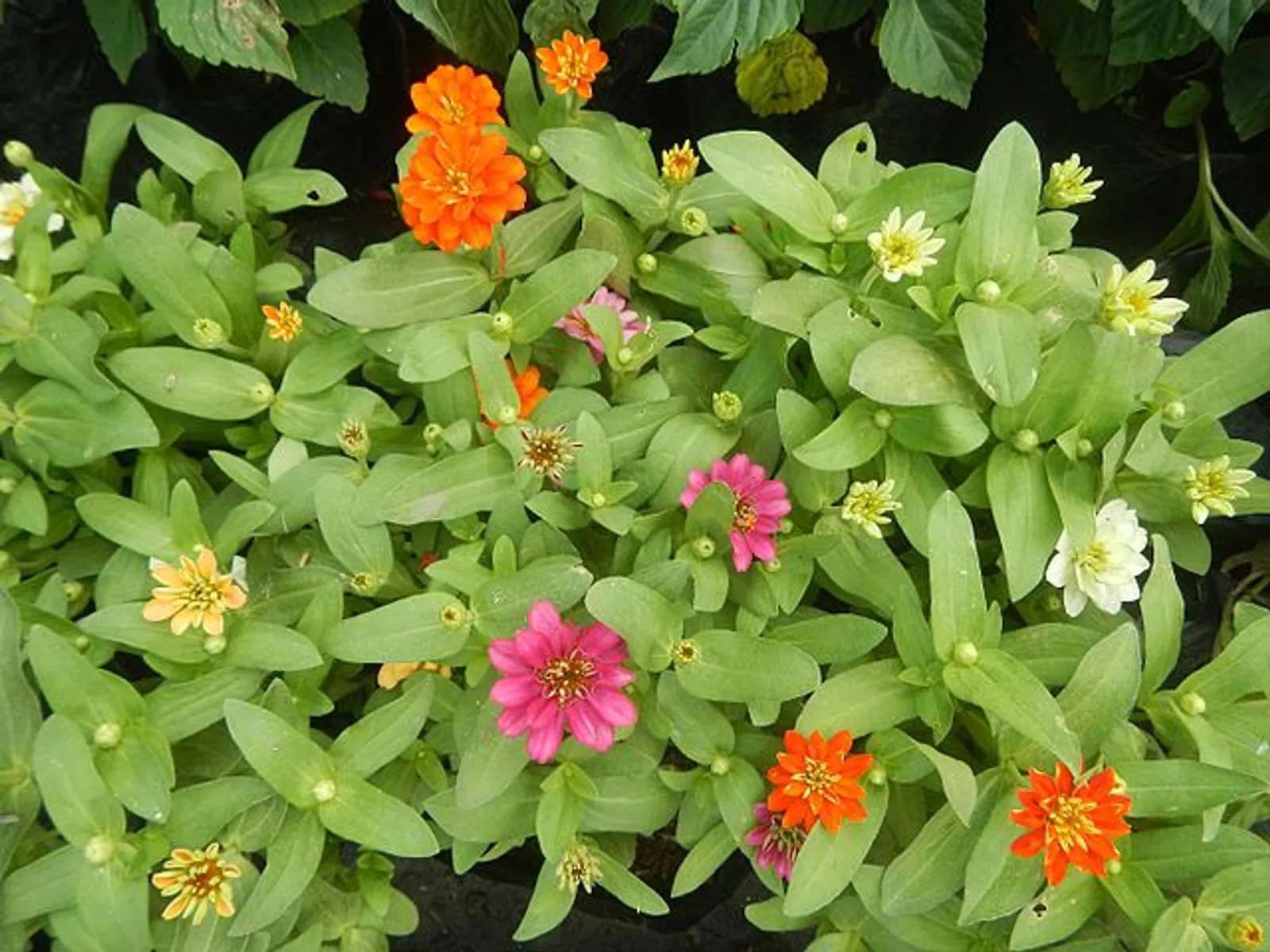 Zinnia image 6