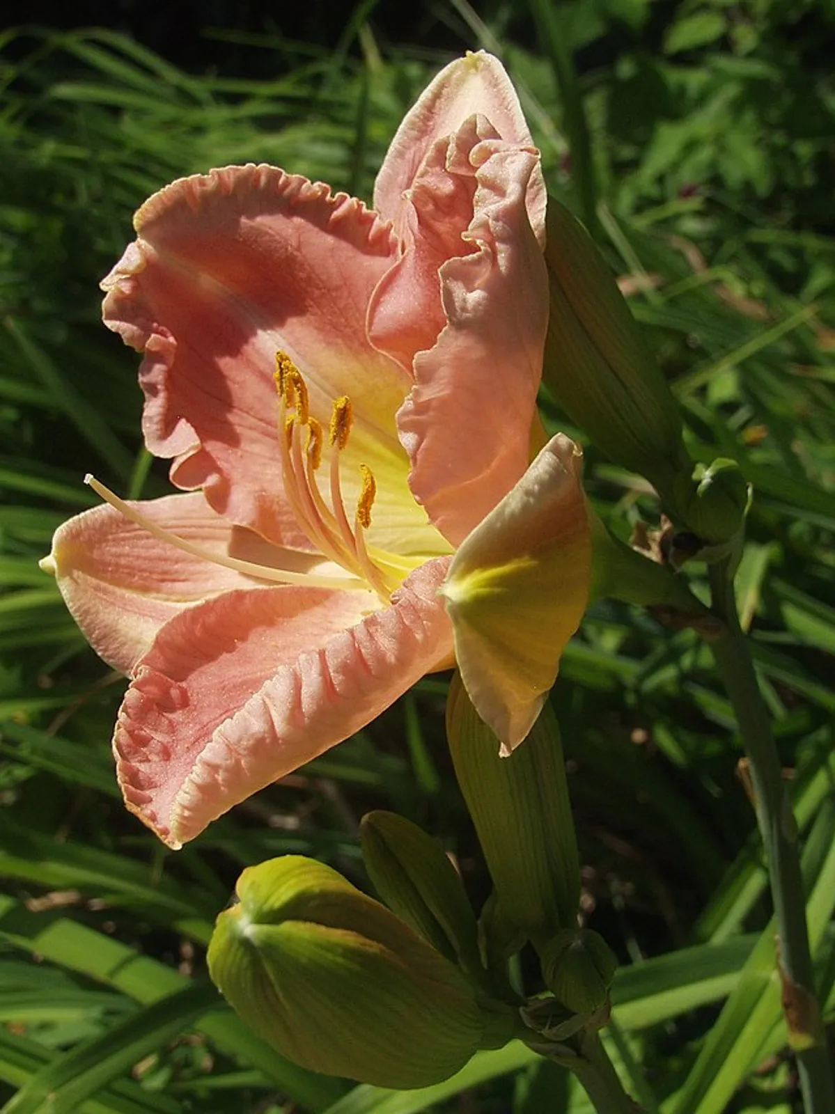Daylily image 6
