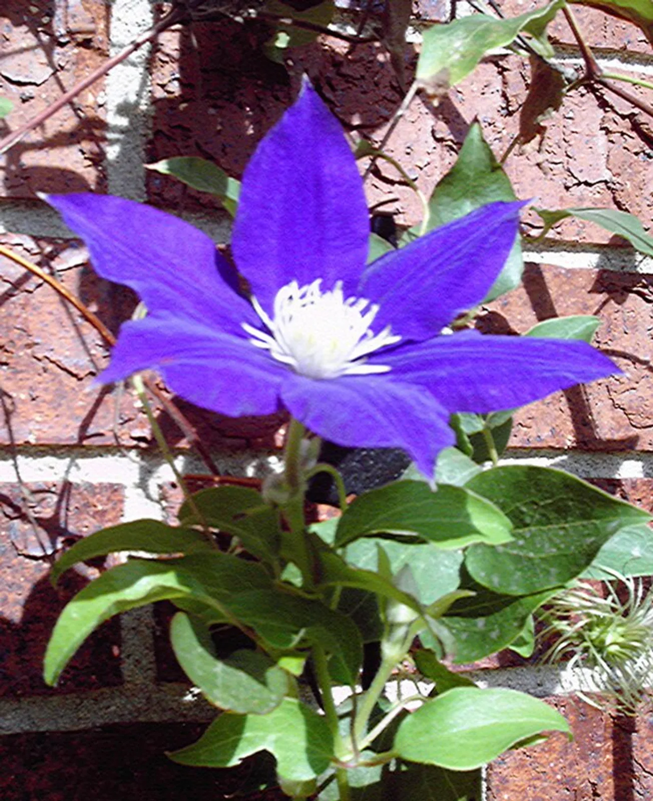 Clematis image 6