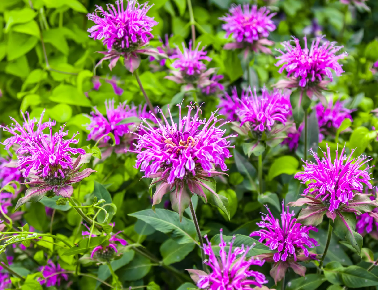 Bee Balm image 3
