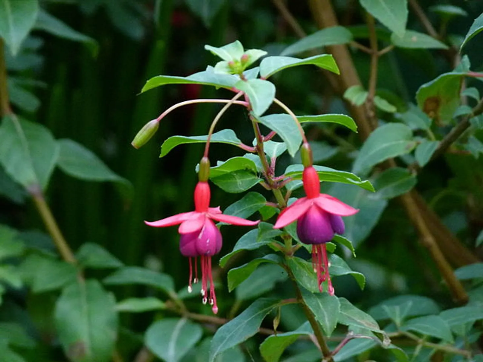 Fuchsia image 3