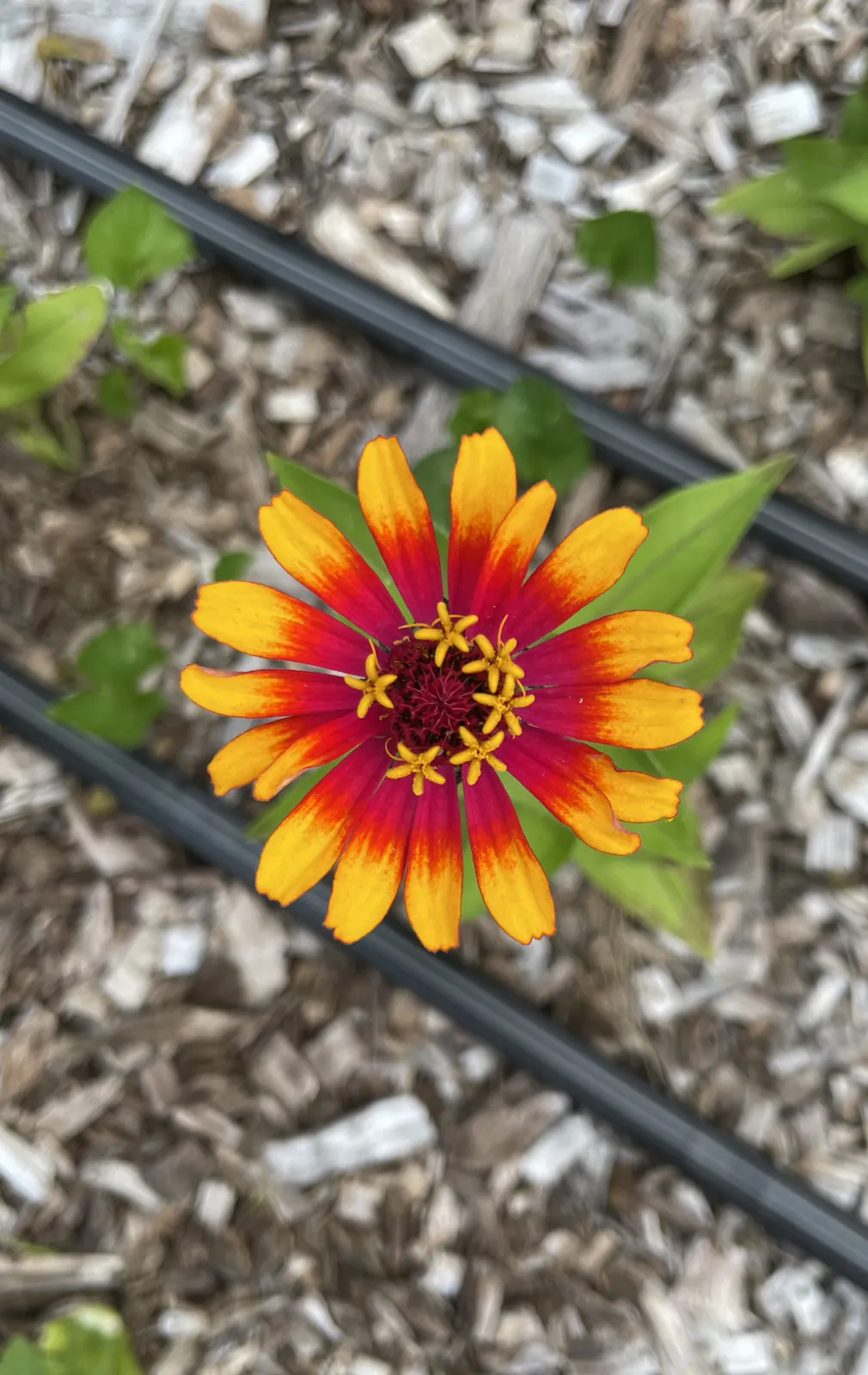 Zinnia image 3