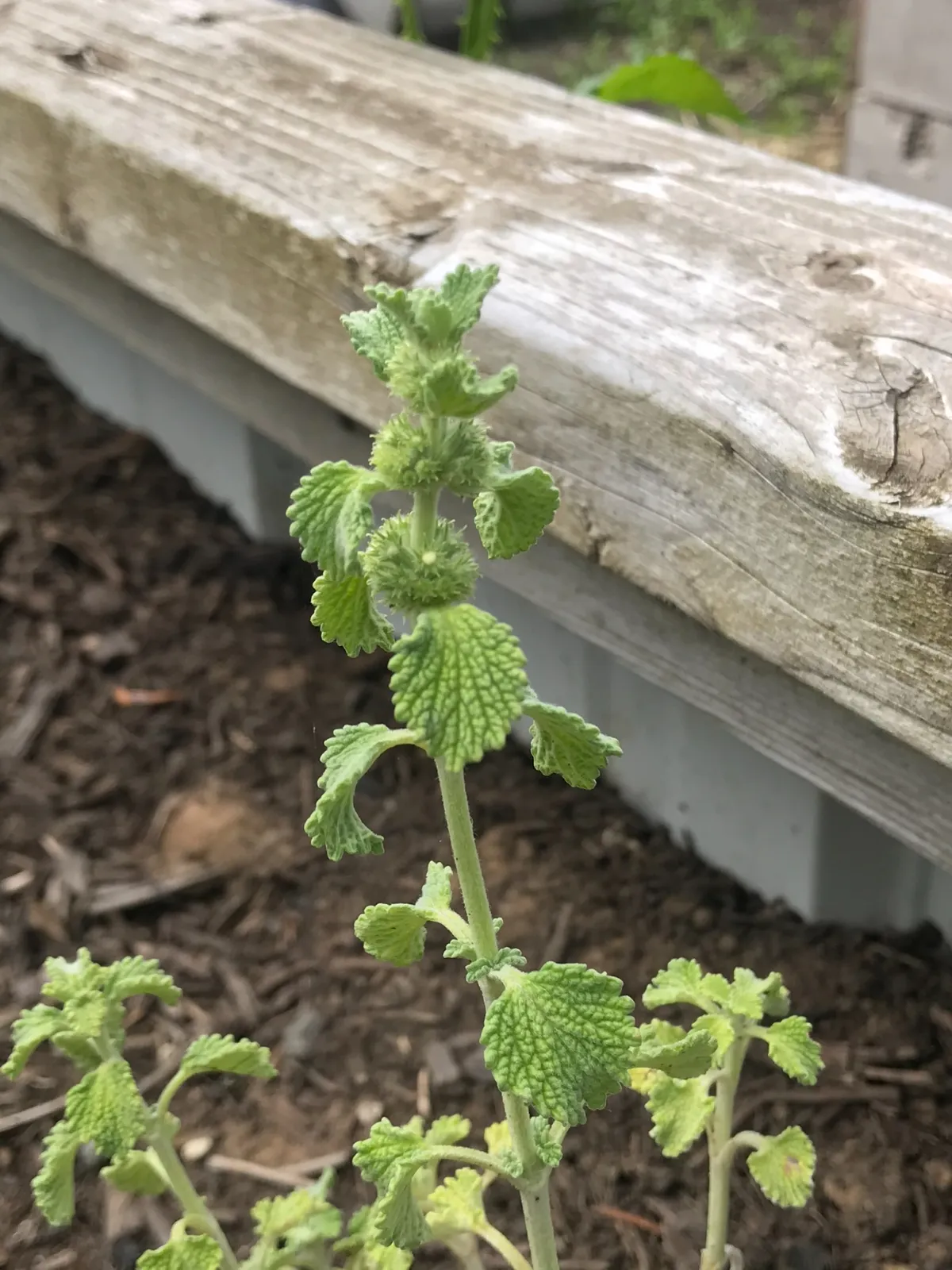 White Horehound image 1