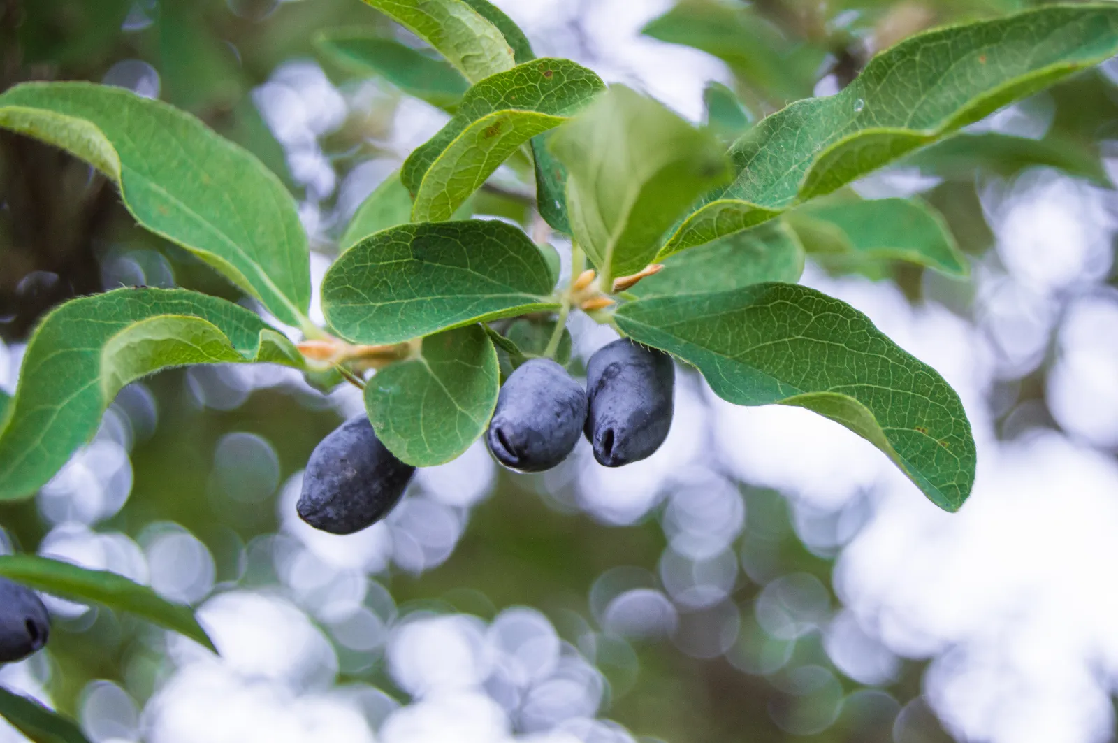 Honeyberries image 1