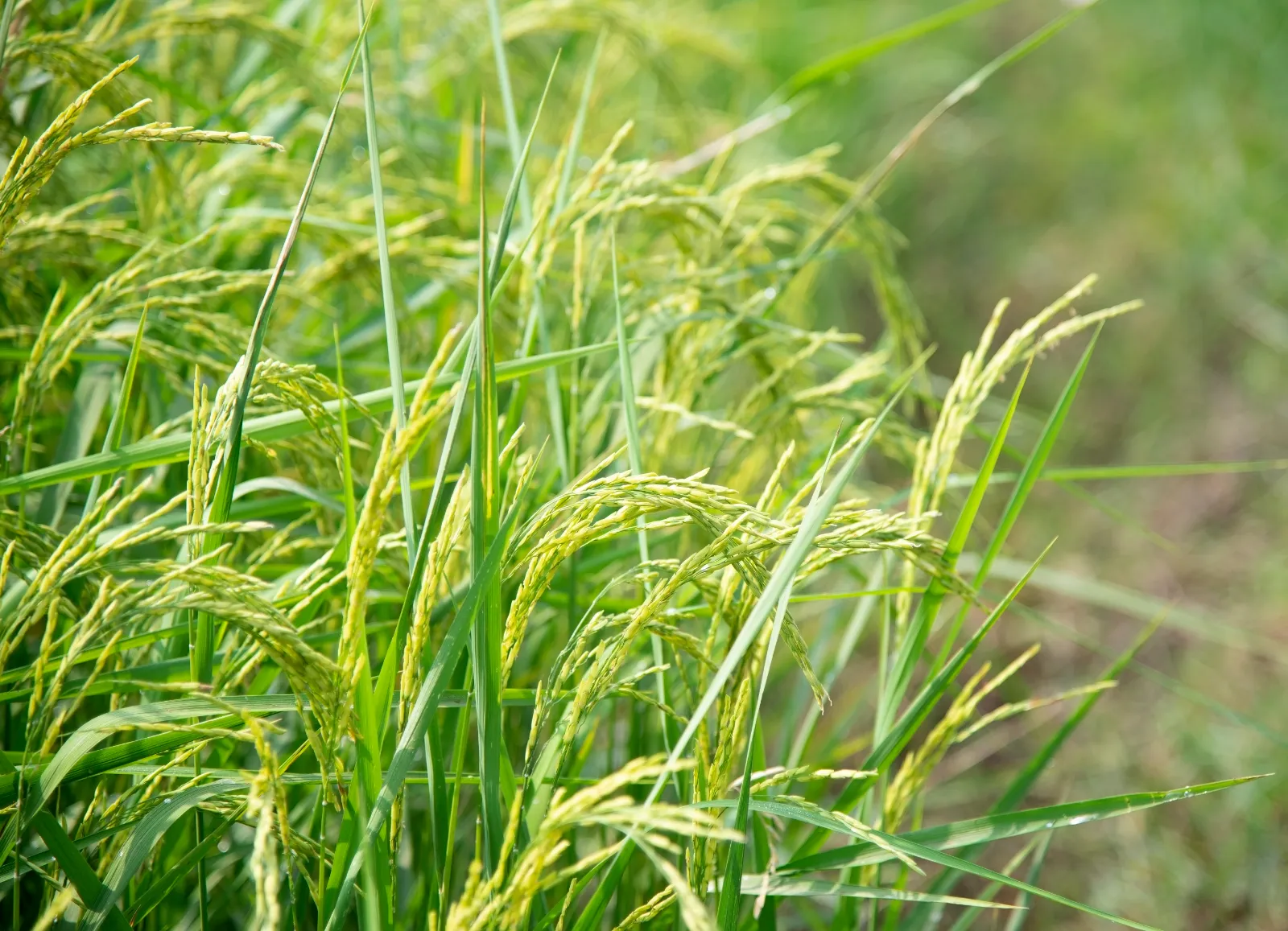 Rice image 1