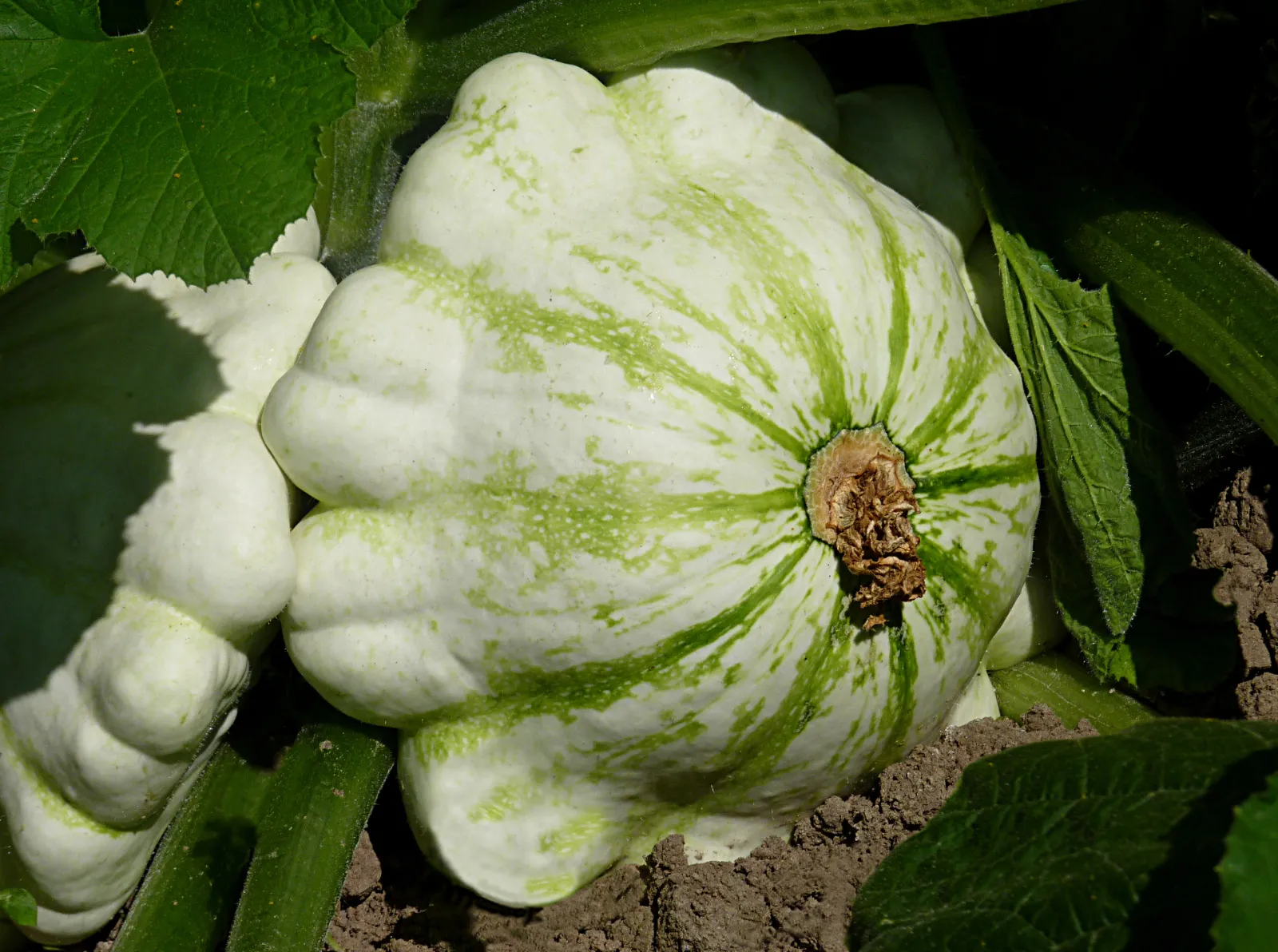 Summer, Pattypan Squash Squash