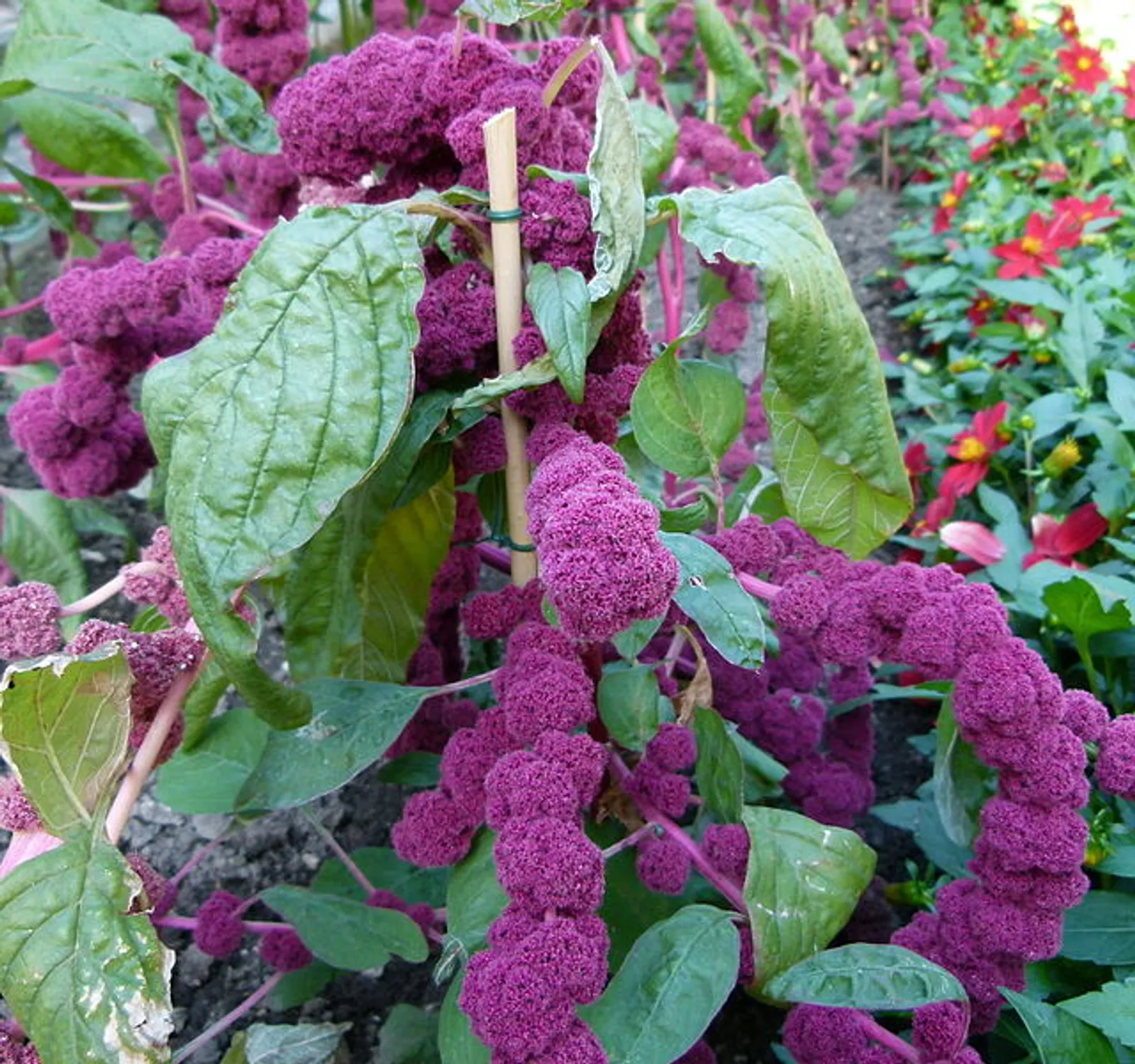 Amaranth image 1