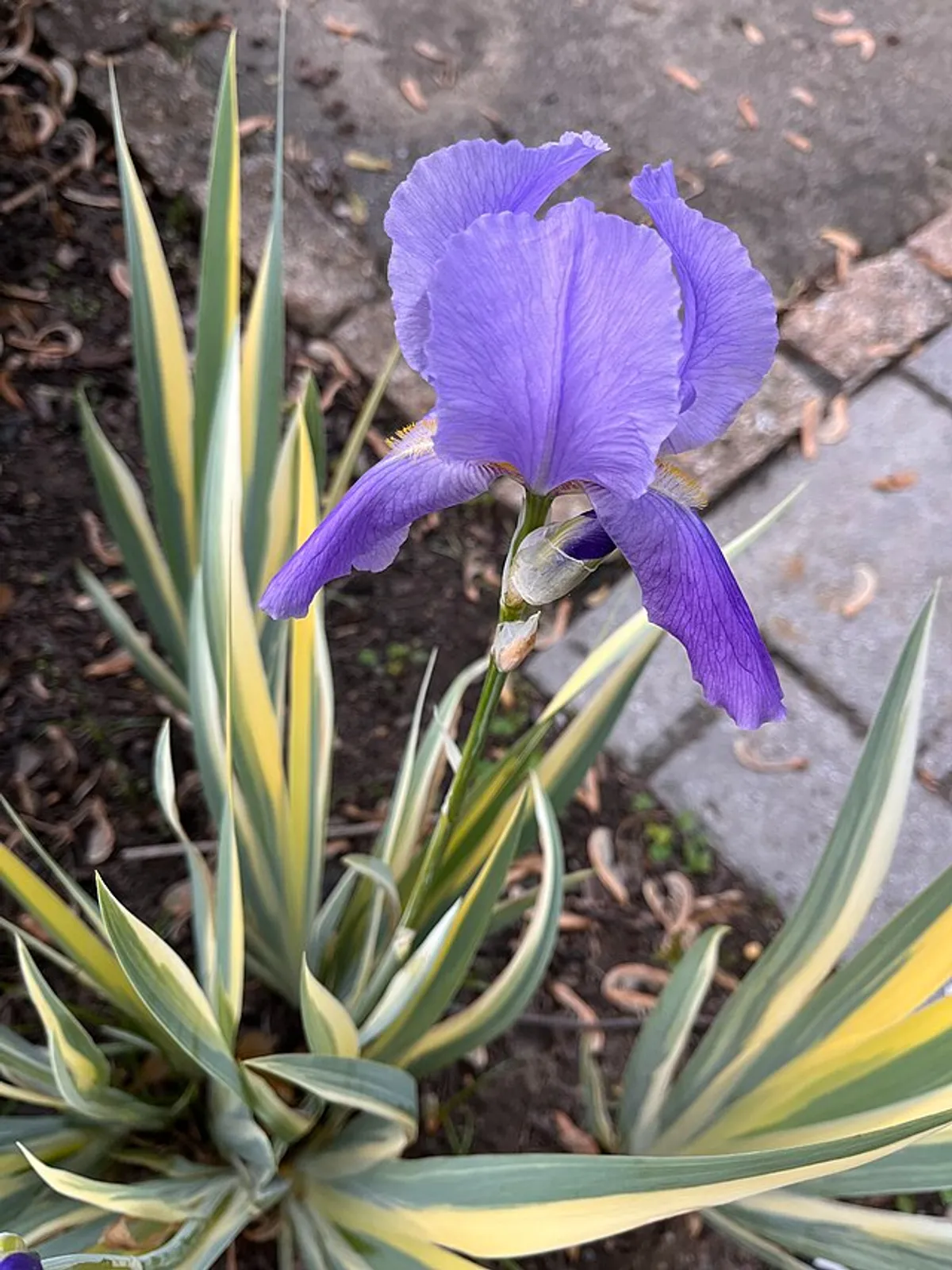 Iris image 5