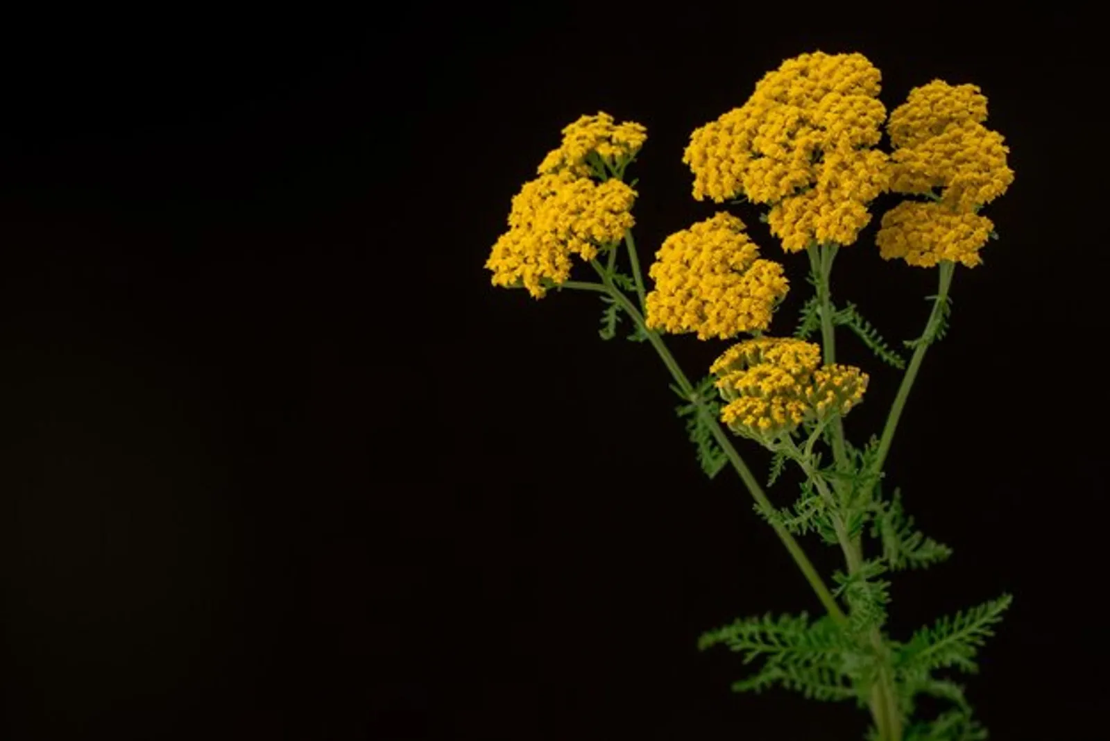 Yarrow image 1